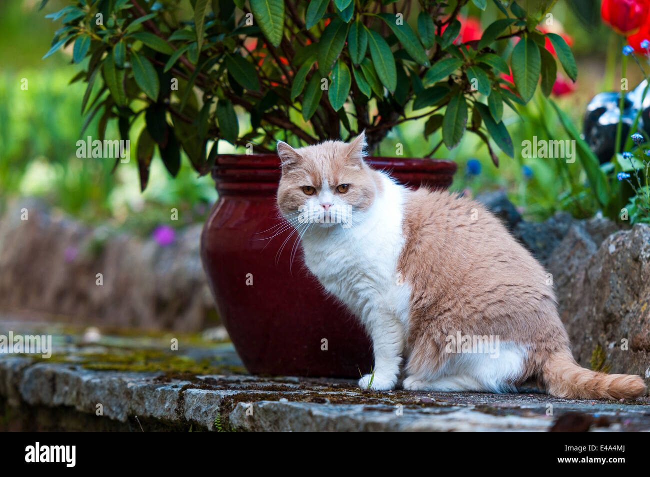 Devon, Inghilterra. Un British Shorthair gatto maschio con panna e colorazione bianca, la colorazione si siede accanto a un impianto pot su un muro di pietra. Foto Stock