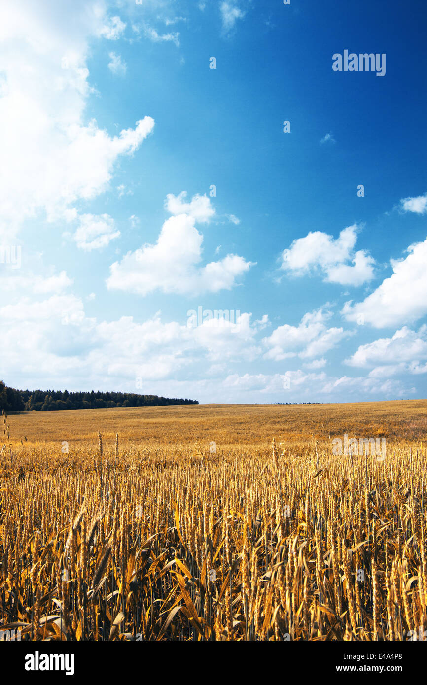 Campo della Segale cielo blu Foto Stock