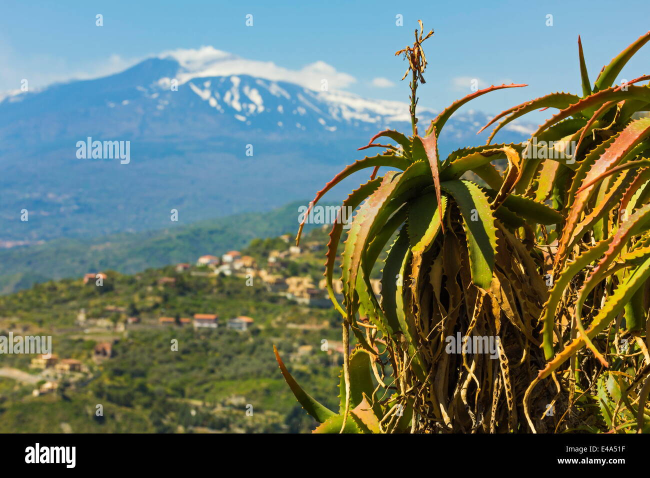 Pianta di agave e attivo vulcano Etna visto in questo nordest città turistica, Taormina in provincia di Catania, Sicilia, Italia Foto Stock