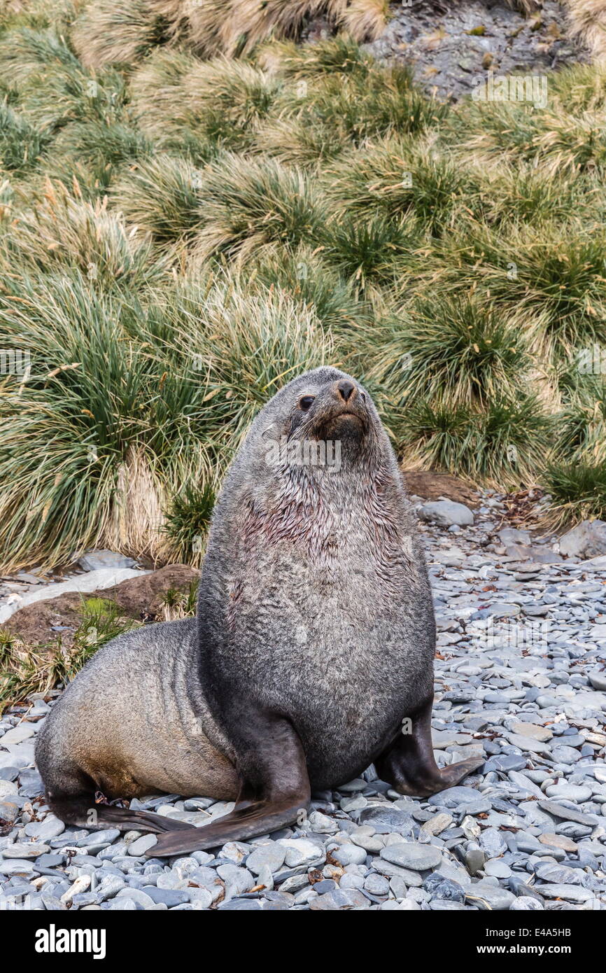 Antartico pelliccia sigillo (Arctocephalus gazella) maschio per difendere il territorio, Stromness Harbour, Georgia del Sud, Regno Unito protettorato d'oltremare Foto Stock