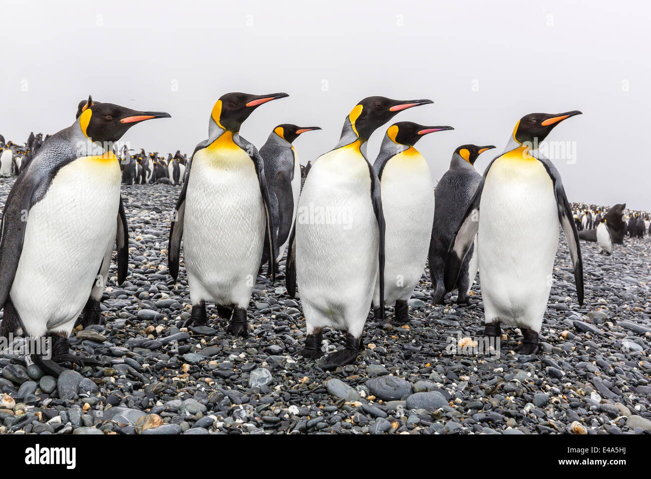 Re pinguini (Aptenodytes patagonicus) a colonia di allevamento a Salisbury Plain, Georgia del Sud, Regno Unito protettorato d'oltremare Foto Stock