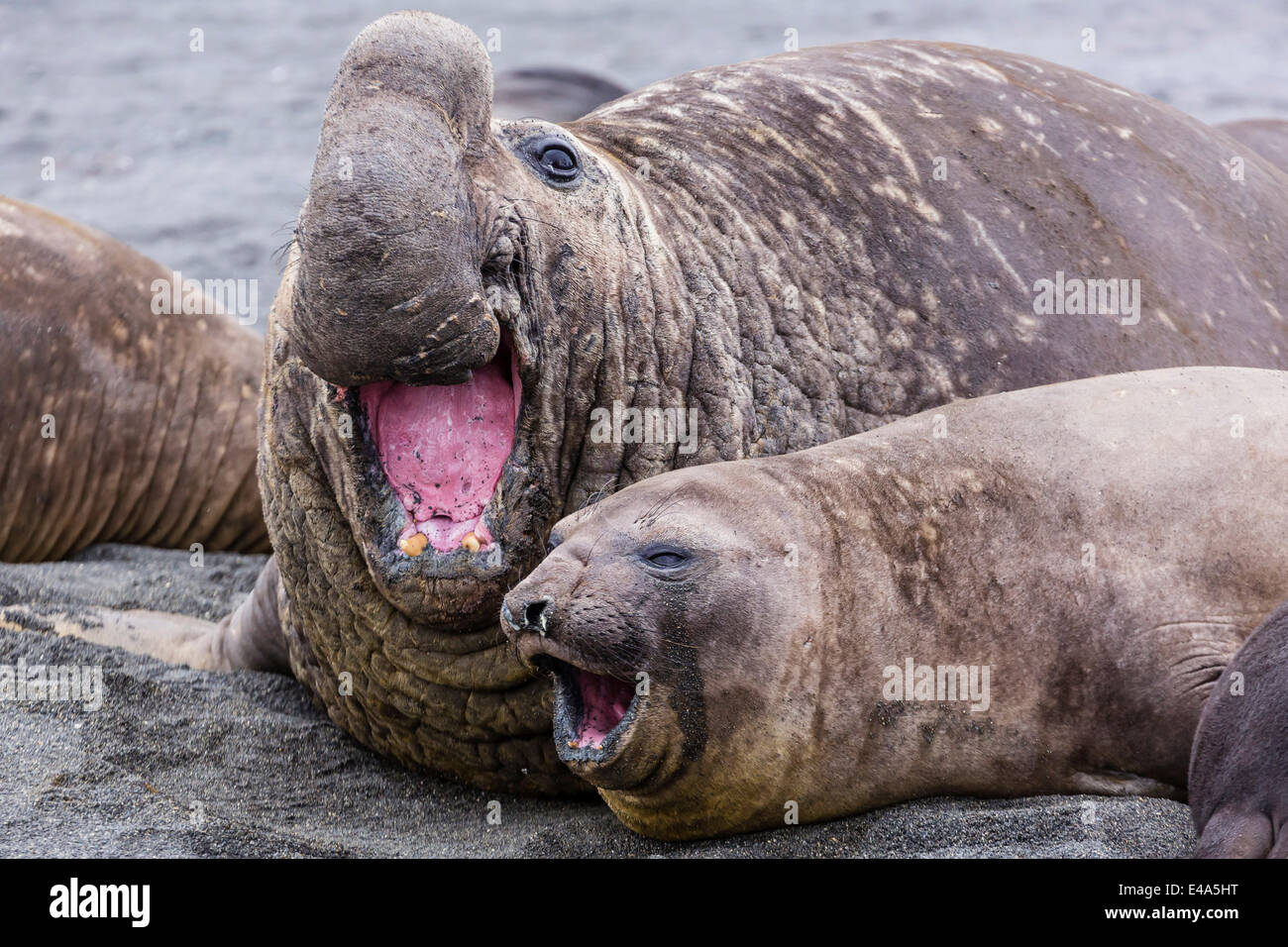 Elefante marino del sud bull femmina di contenimento verso il basso per l'accoppiamento, a destra della Baia della Balena, Georgia del Sud, Regno Unito protettorato d'oltremare Foto Stock