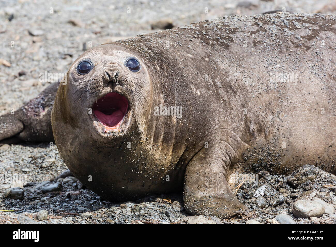 Elefante marino del sud (Mirounga leonina) femmina adulta chiamando, Prion Island, Georgia del Sud, Regno Unito protettorato d'oltremare Foto Stock