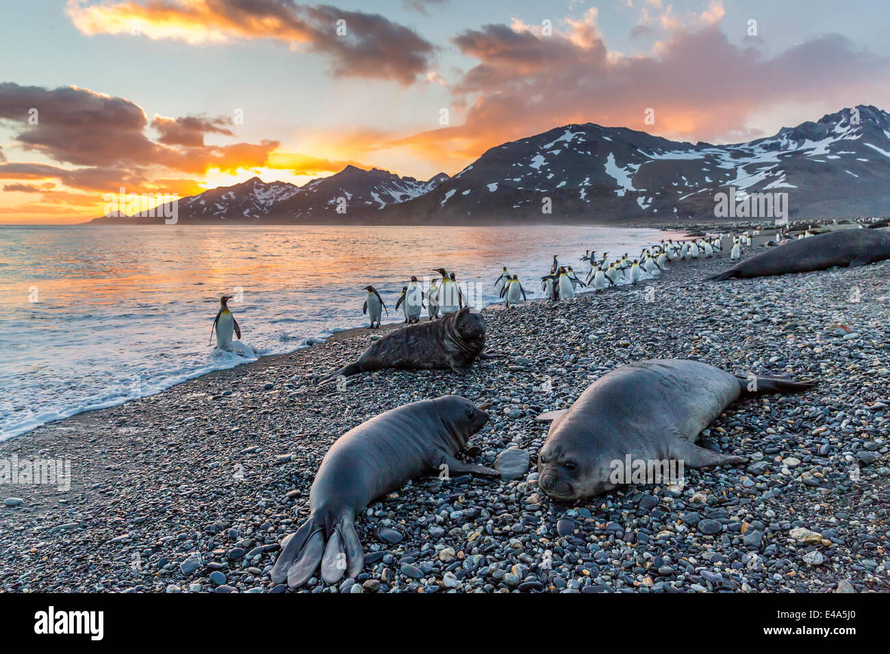 Elefante marino del sud (Mirounga leonina), suinetto svezzato cuccioli di sunrise, oro Harbour, Georgia del Sud, Regno Unito protettorato d'oltremare Foto Stock