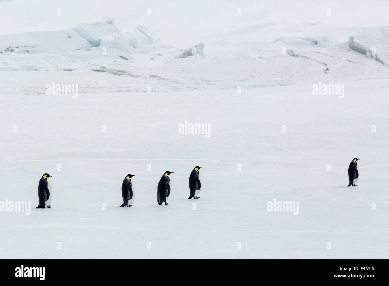 Pinguini imperatore (Aptenodytes forsteri) marciando in mare di ghiaccio su Snow Hill Island, Mare di Weddell, Antartide, regioni polari Foto Stock