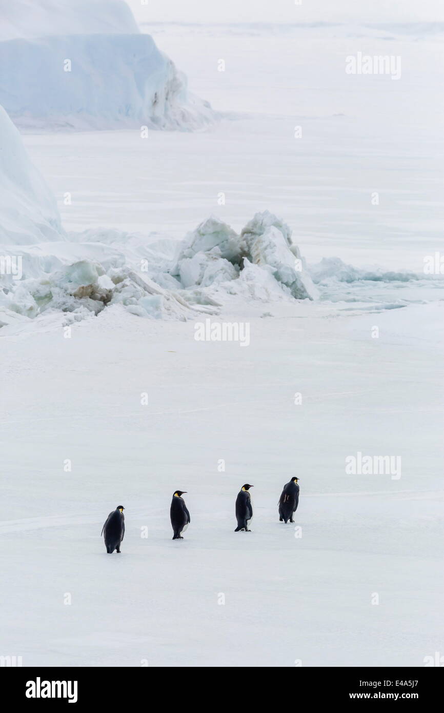 Pinguini imperatore (Aptenodytes forsteri) marciando in mare di ghiaccio su Snow Hill Island, Mare di Weddell, Antartide, regioni polari Foto Stock