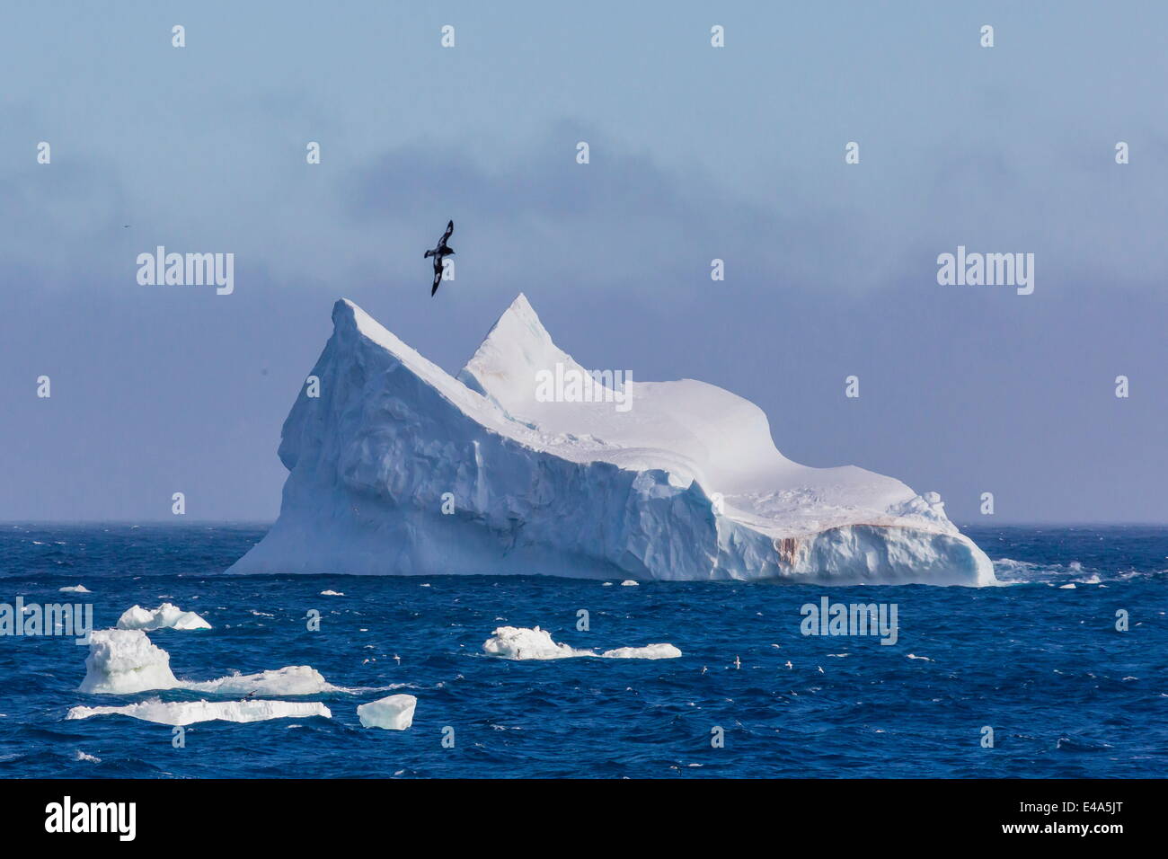 Cape petrel sorvolano iceberg nei pressi di incoronazione isola, a sud delle Isole Orkney, Antartide, regioni polari Foto Stock