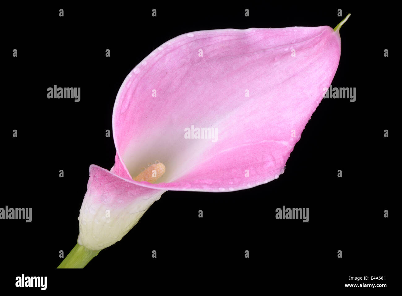 Rosa Calla Lily, Araceae, davanti a sfondo nero Foto Stock