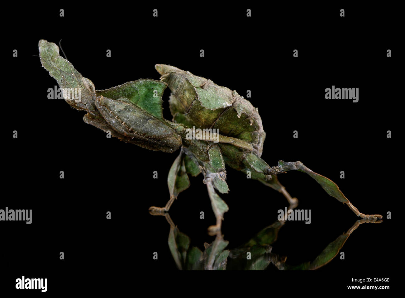 Ghost Mantis, Phyllocrania paradoxa, con riflessione sulla massa nero Foto Stock