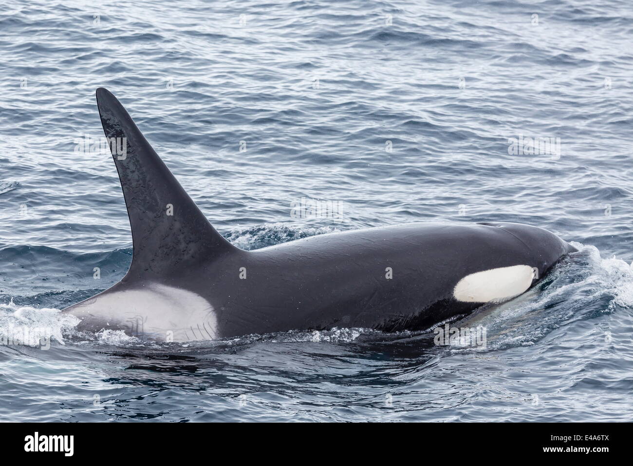 Per adulti di tipo bull una balena killer (Orcinus orca) nel Gerlache Strait Antartide, regioni polari Foto Stock