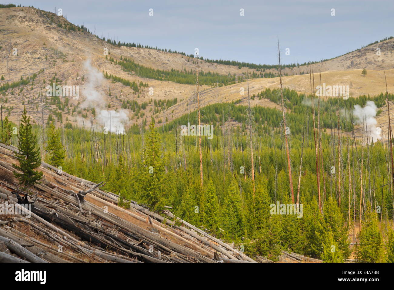 Il vapore da Imperial e spray geyser attraverso la foresta, Midway Geyser Basin, il Parco Nazionale di Yellowstone, UNESCO, Wyoming USA Foto Stock