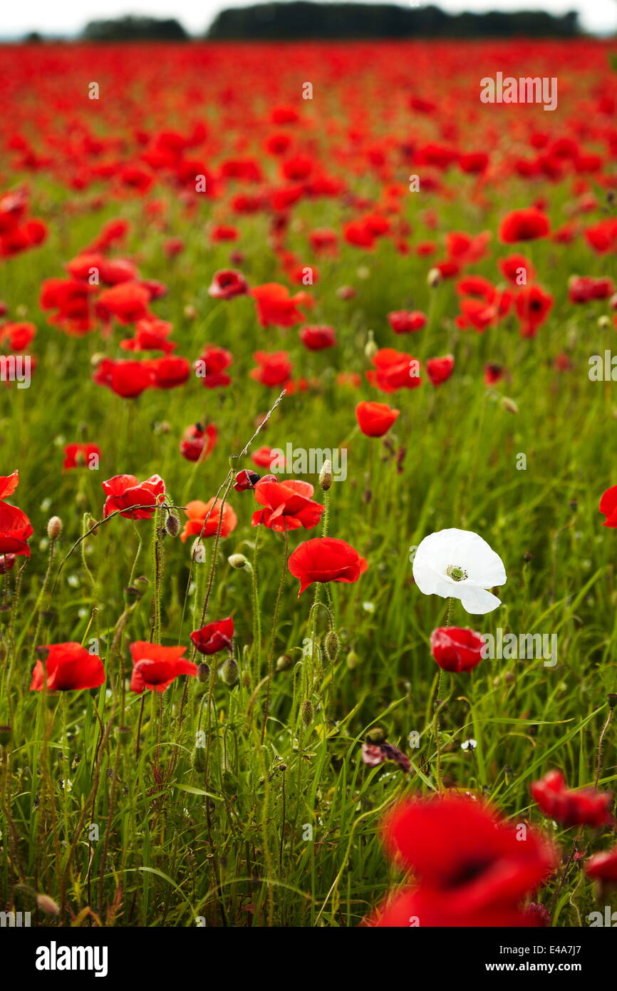 Campo di papavero, Newark, Nottinghamshire, England, Regno Unito, Europa Foto Stock