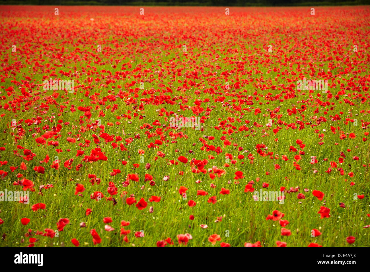 Campo di papavero, Newark, Nottinghamshire, England, Regno Unito, Europa Foto Stock