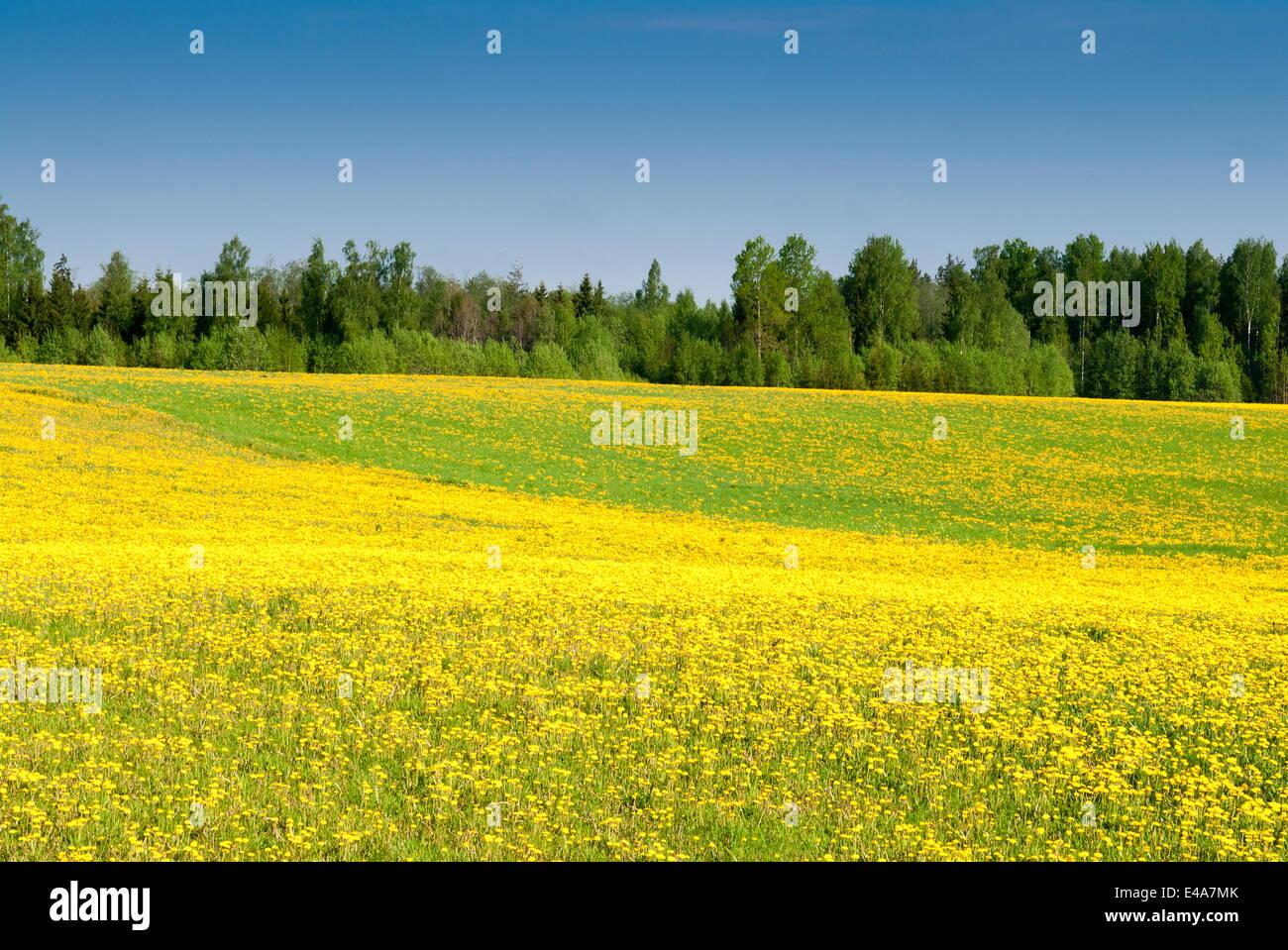 I campi a Varska, Estonia, paesi baltici, Europa Foto Stock
