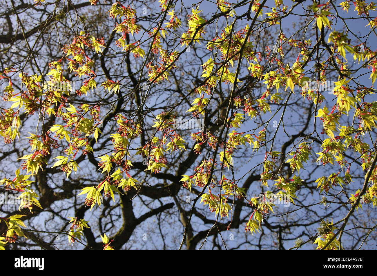 Acer palmatum in fiore. Il Westonbirt Arboretum, Gloucestershire Foto Stock