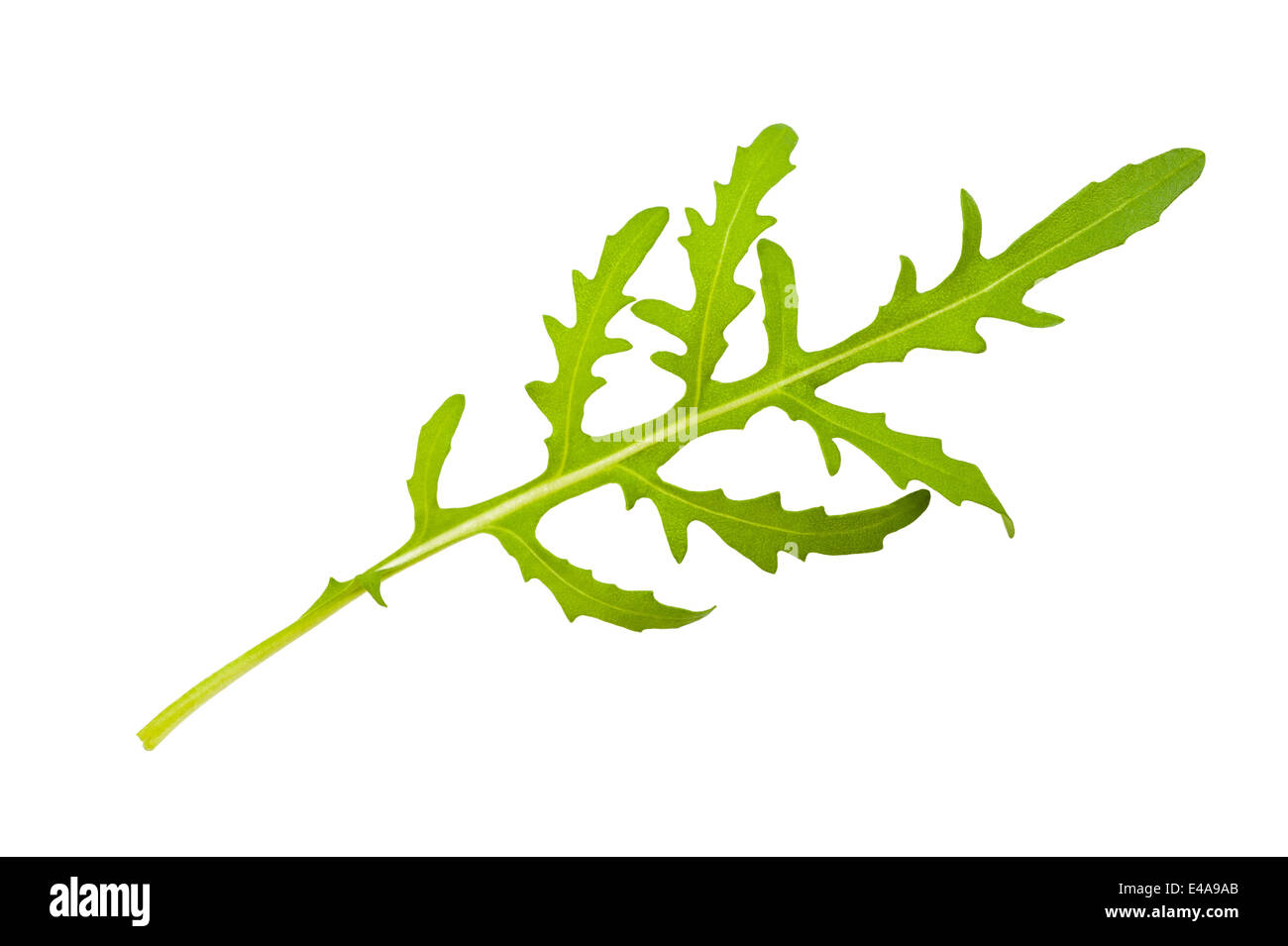 La rucola ciuffo isolato su bianco Foto Stock La rucola ciuffo isolato su bianco Foto Stock