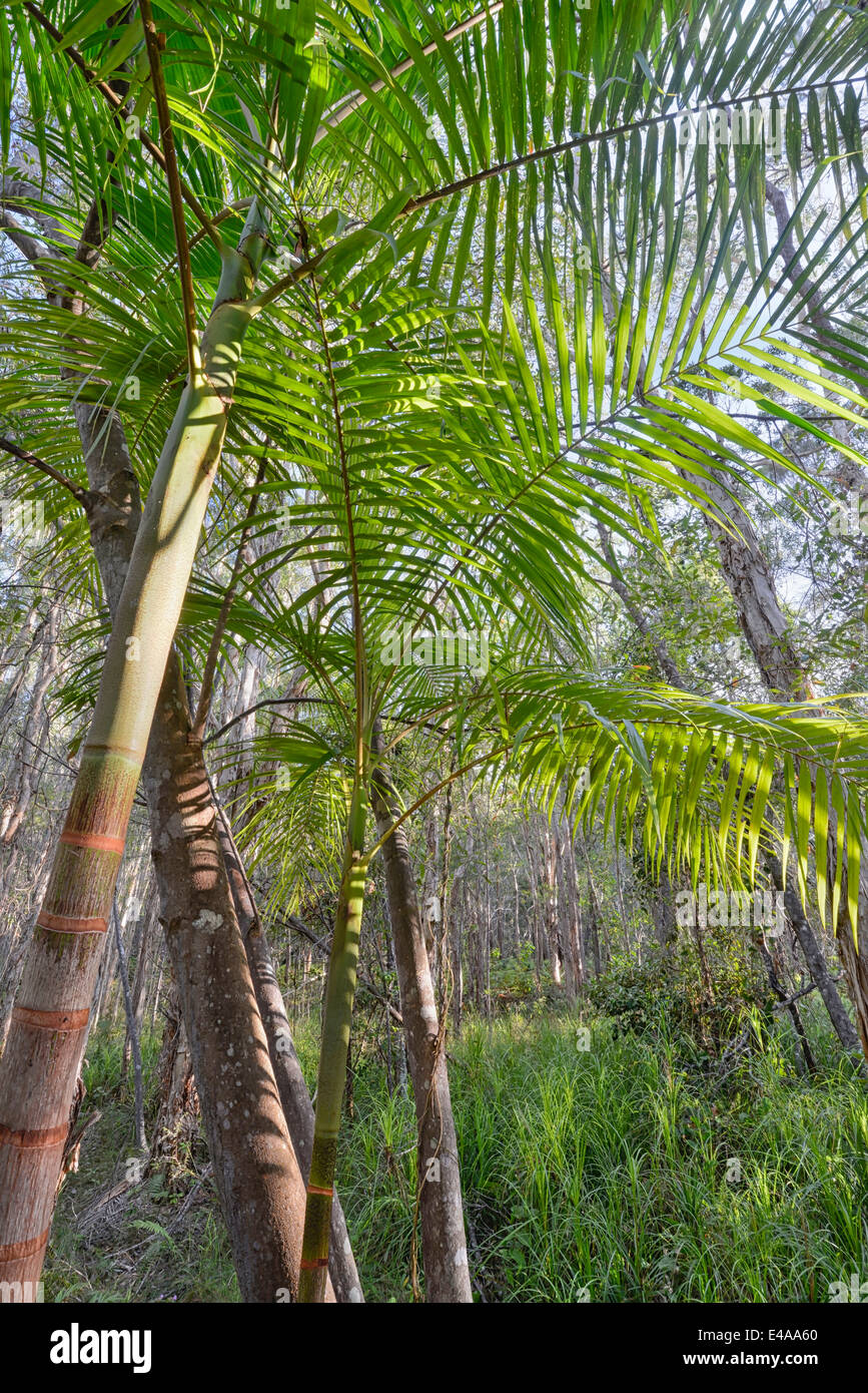 Australia, Nuovo Galles del Sud, Pottsville, bambù e alberi Foto Stock