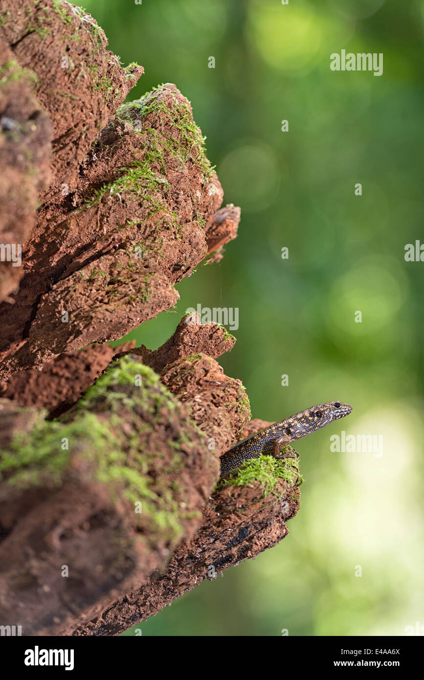 Australia, Nuovo Galles del Sud, Dorrigo, skink, Scincidae, seduti su legno morto Foto Stock