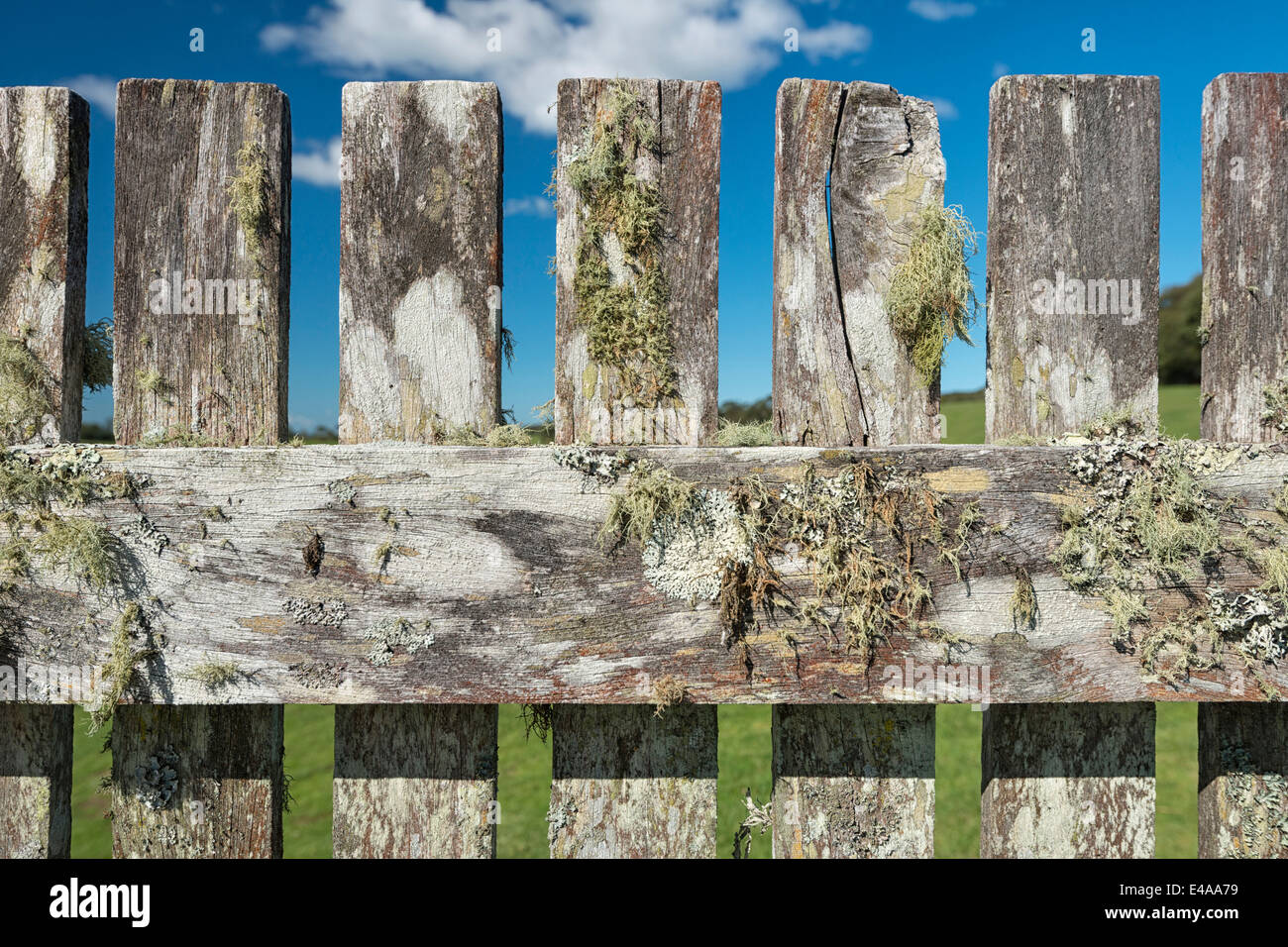 Australia, Nuovo Galles del Sud, Dorrigo, vecchia staccionata in legno con i licheni, vista parziale Foto Stock