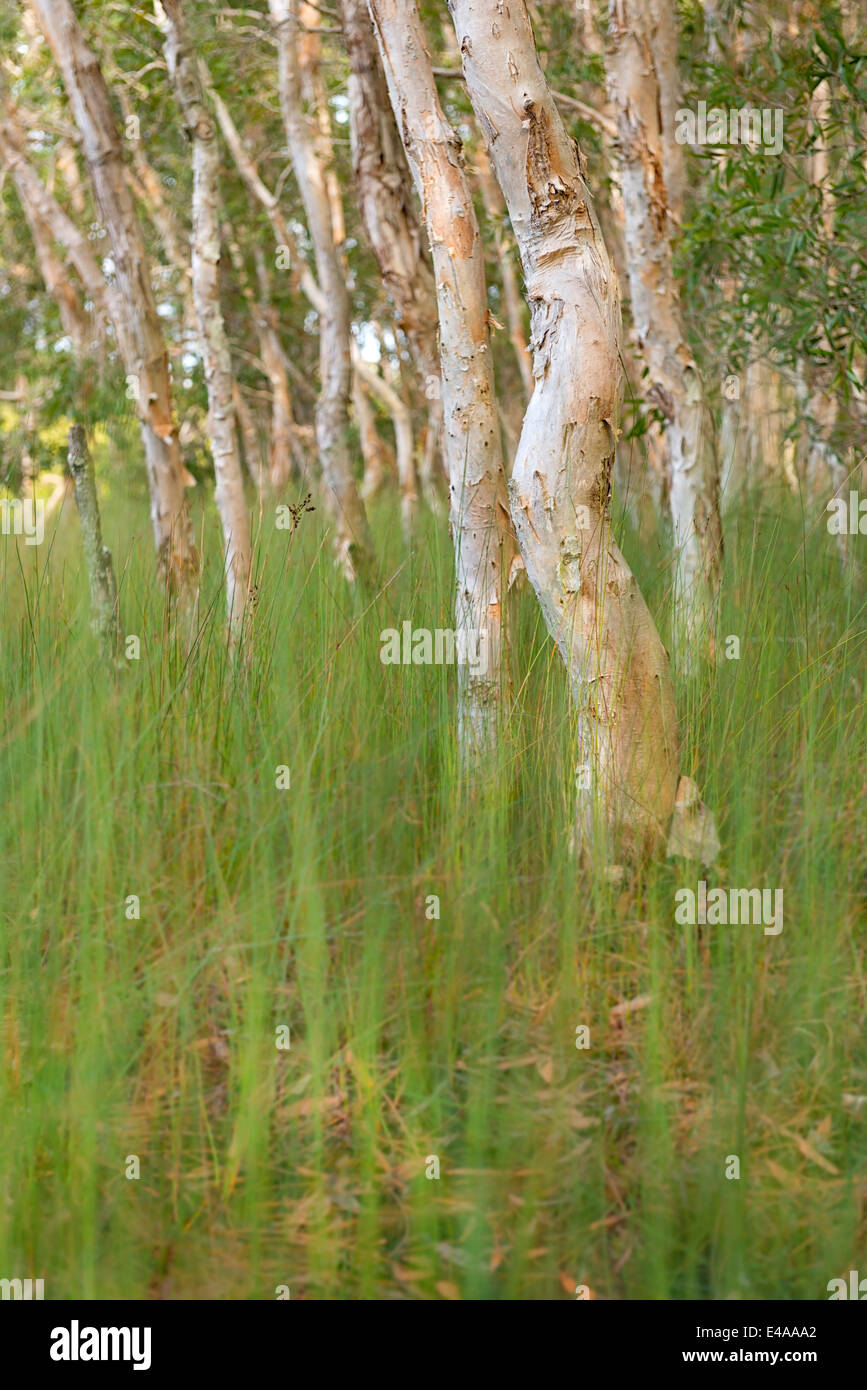 Australia, Nuovo Galles del Sud, Pottsville, carta di corteccia di alberi di tè Foto Stock