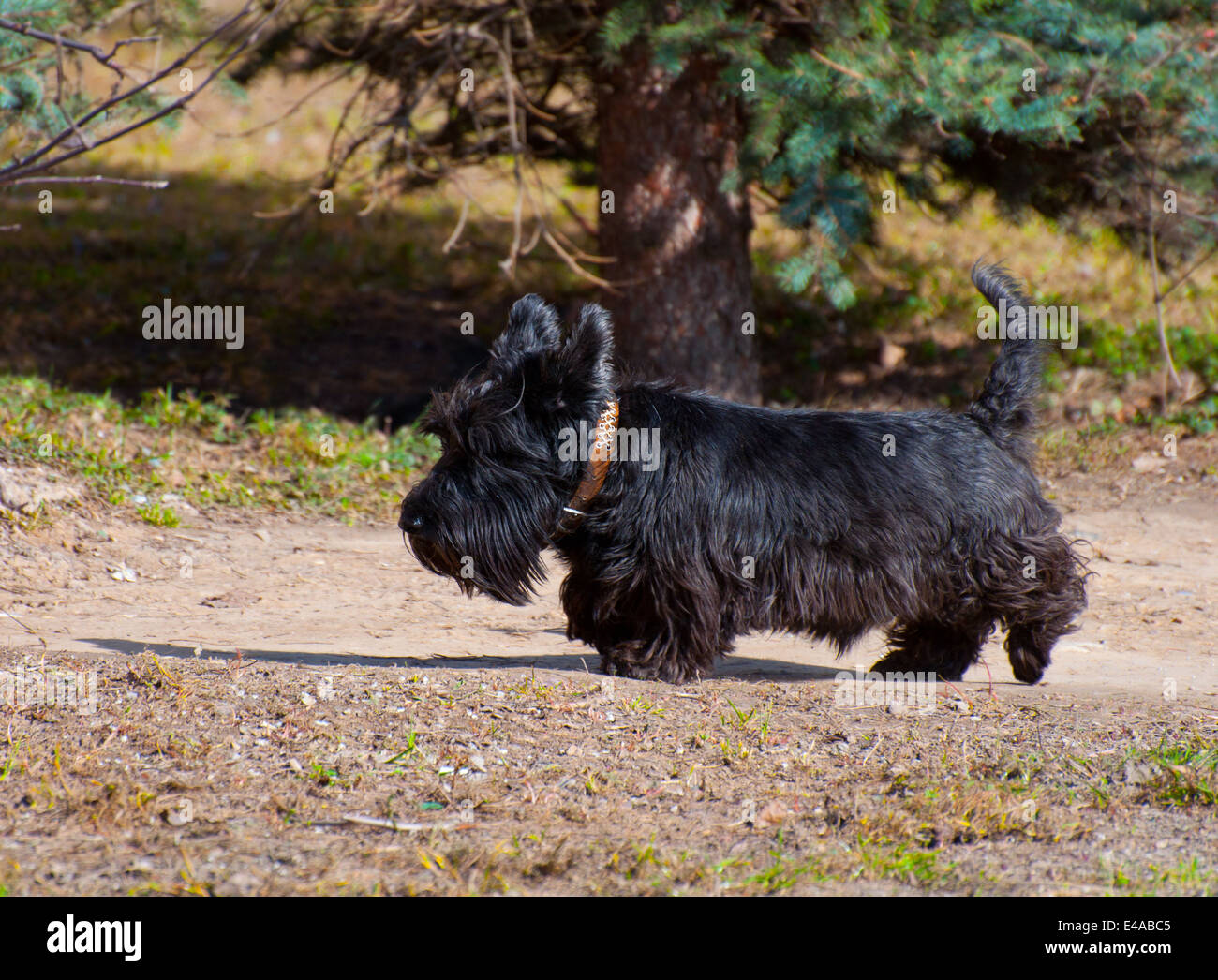 Cane di razza Scotch Terrier da soli il collare guinzaglio animali erba estate outdoor aria di casa a piedi il parco pet tree nessuno pedigree nero Foto Stock