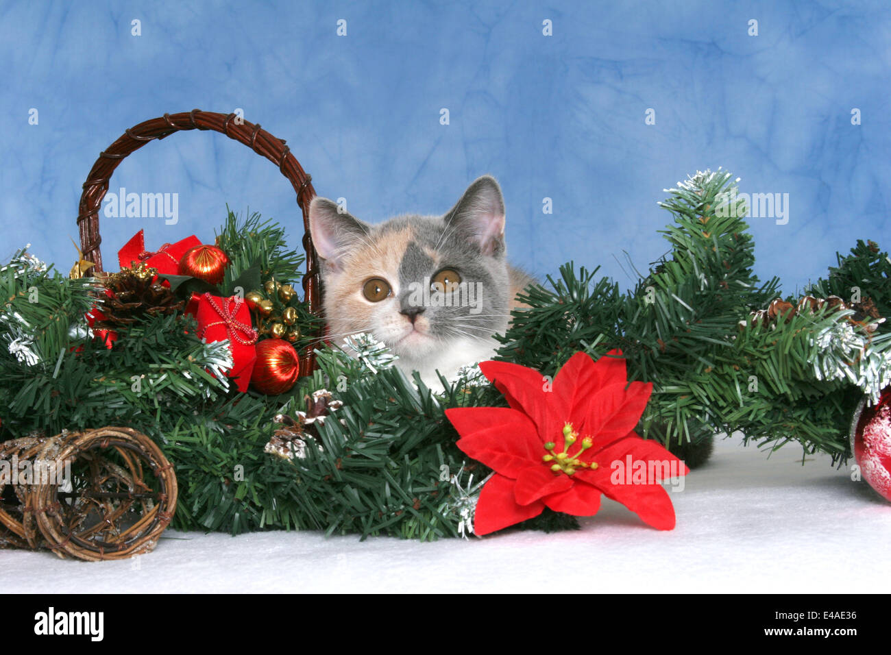 British Shorthair Kitten a natale Foto Stock
