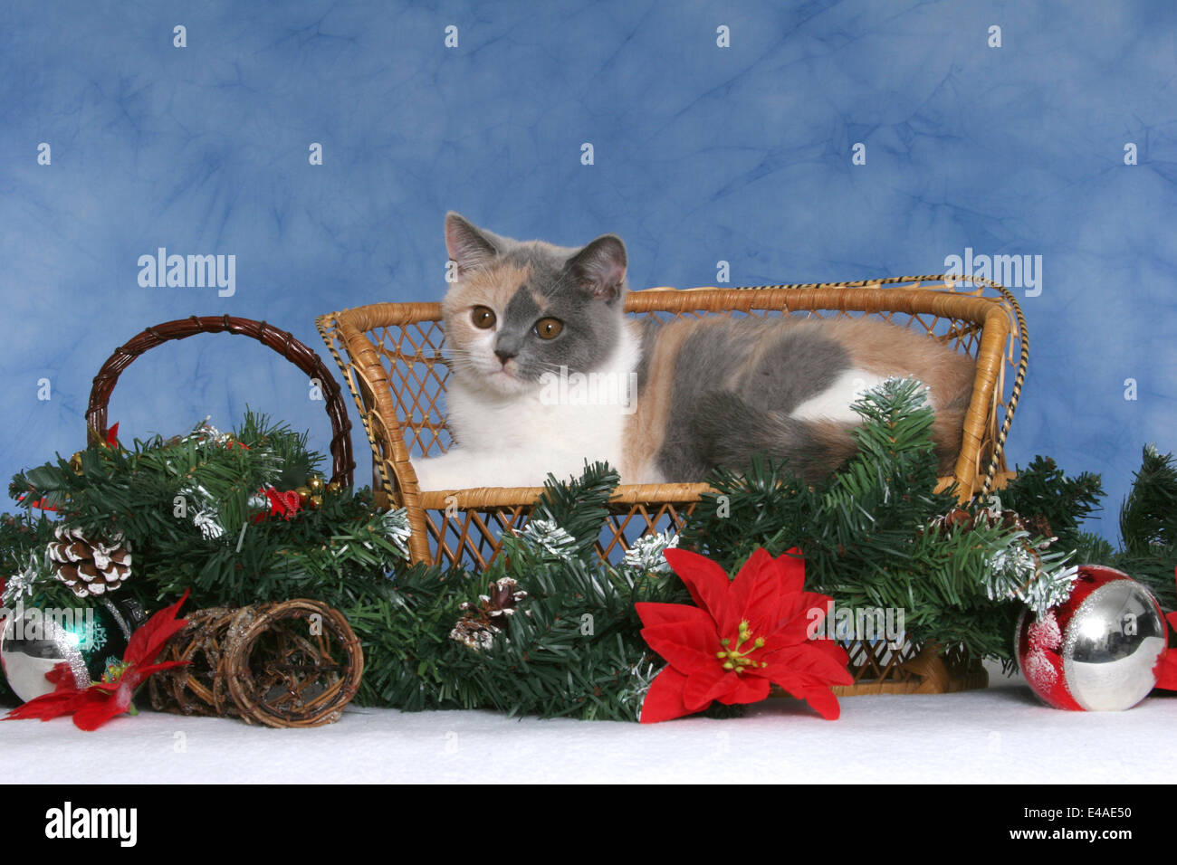 British Shorthair Kitten a natale Foto Stock