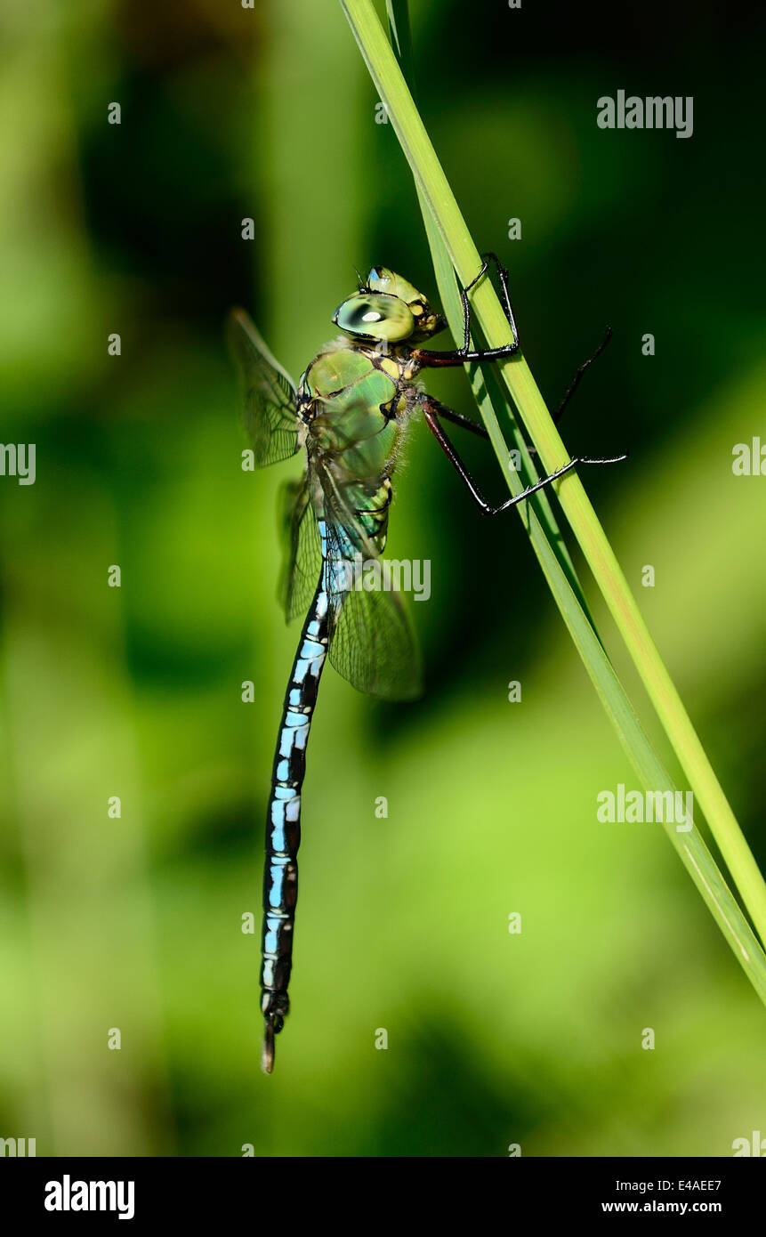 Un imperatore dragonfly a riposo REGNO UNITO Foto Stock