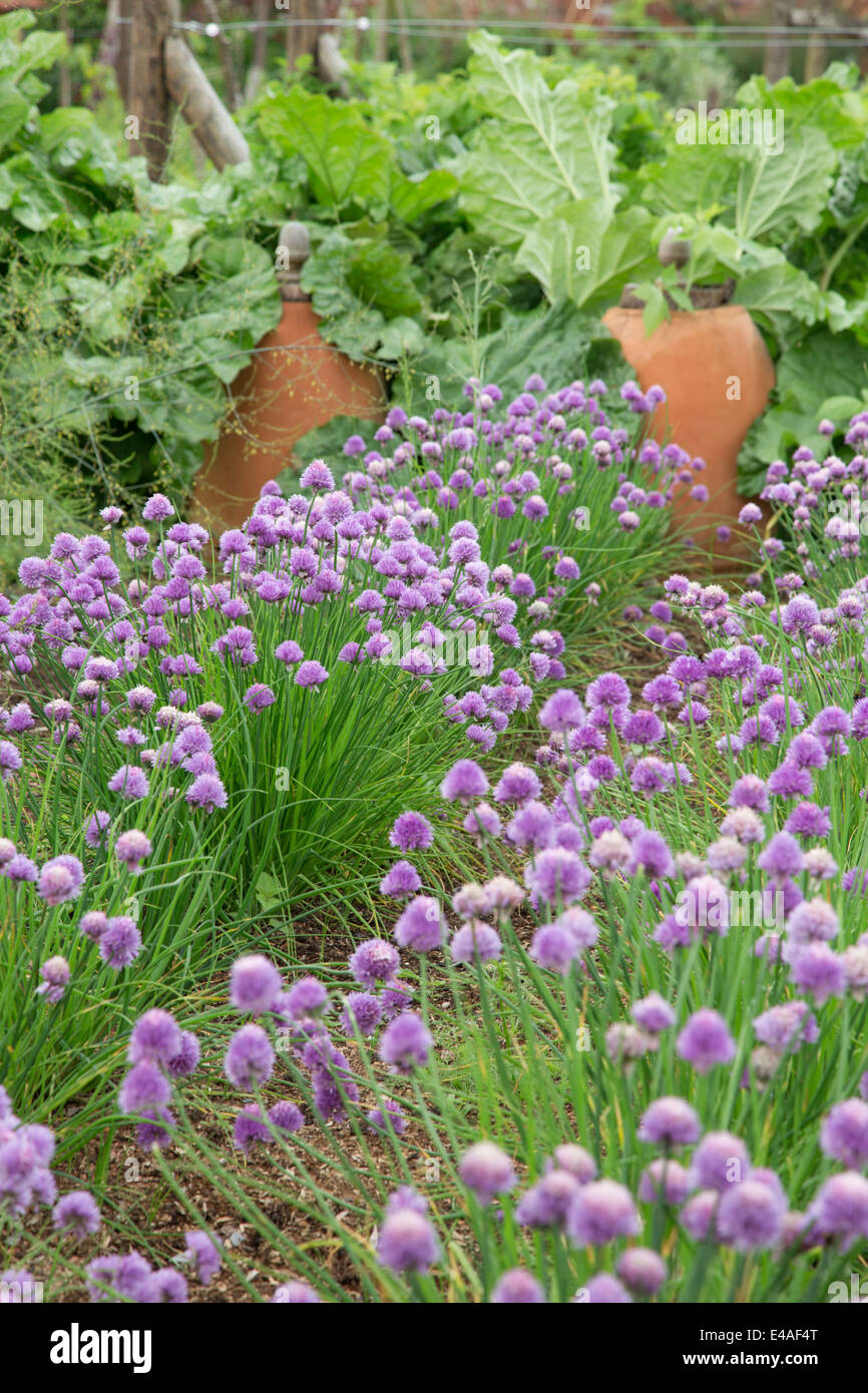 Argilla tradizionali rabarbaro pentole per forzare una crescita tra la fioritura di erba cipollina Inghilterra, Regno Unito Foto Stock