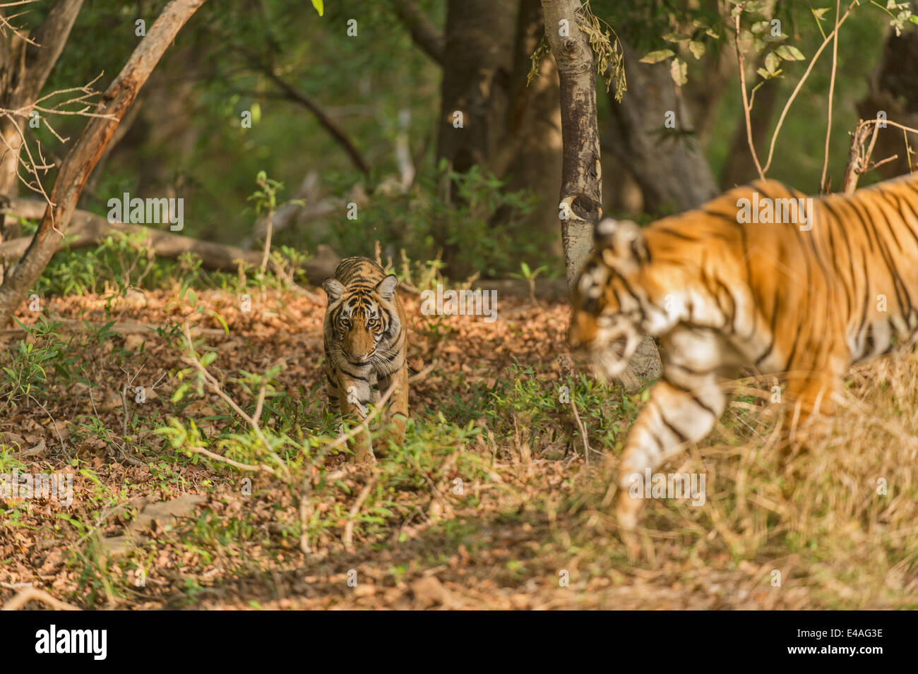Tigre e il suo sub adulto cub passeggiate attraverso i boschi di Ranthambhore Foto Stock