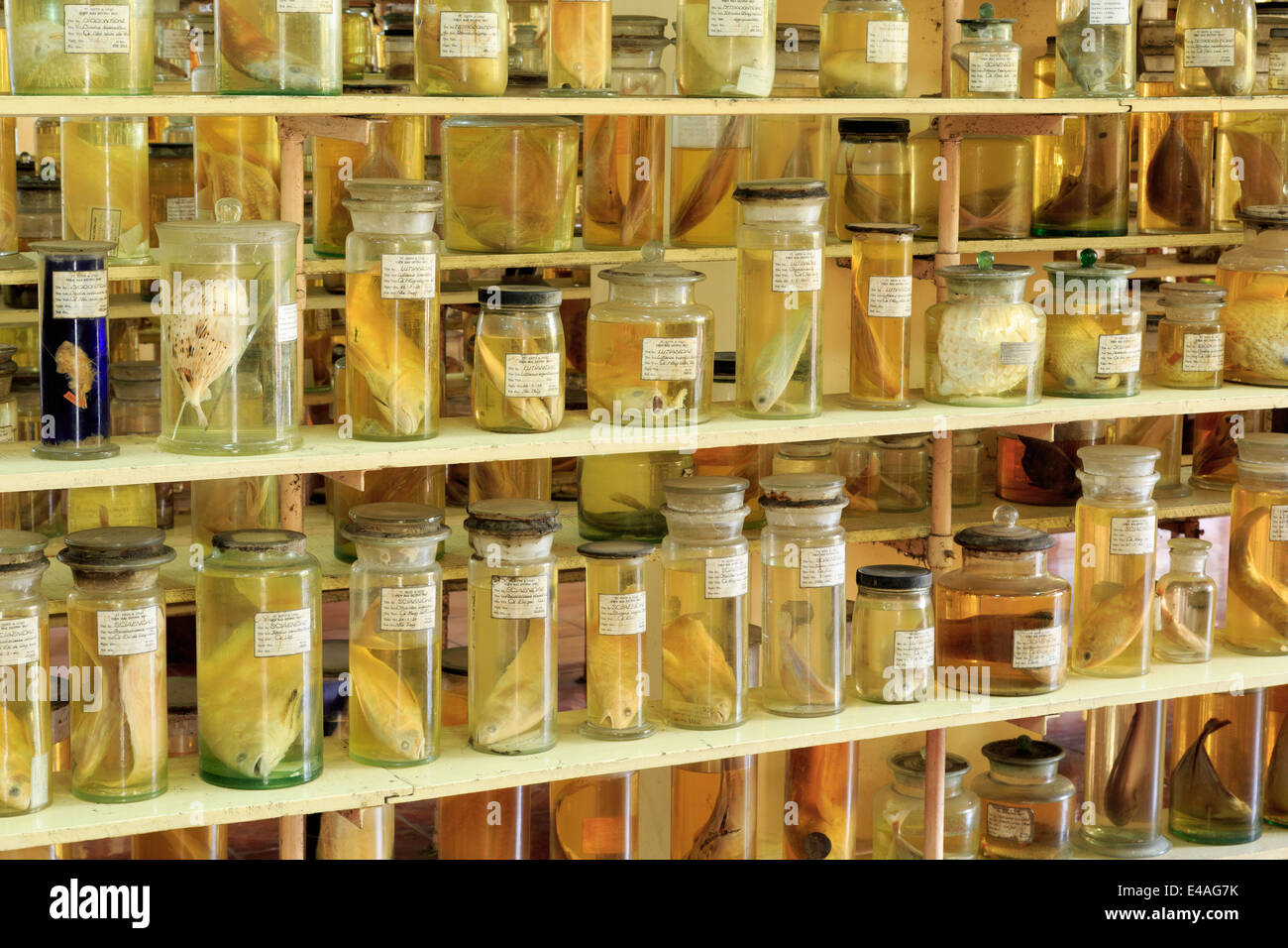 Modello di vasi in Nazionale Museo Oceanografico del Vietnam,Nha Trang città,Vietnam,Asia Foto Stock