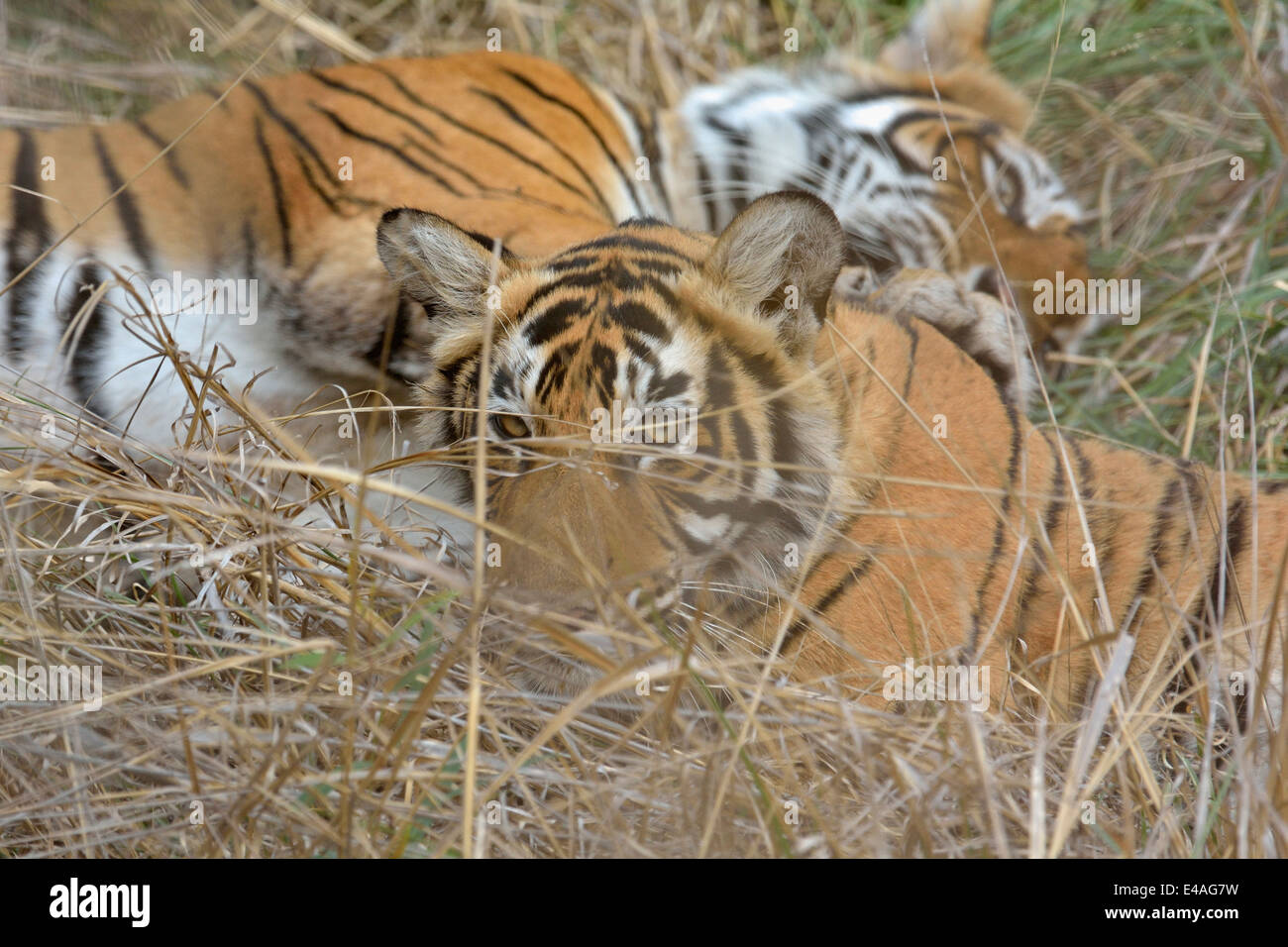 Tigre e il suo sub adulto cub in appoggio nelle foreste di Ranthambhore Foto Stock
