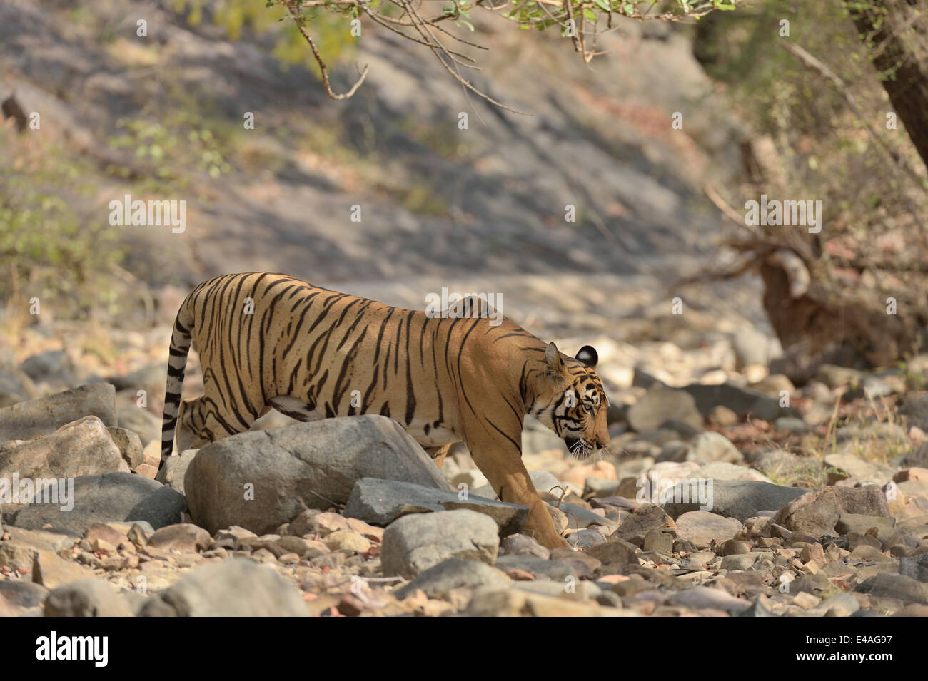 Tiger passeggiate in foresta secca habitat decidui di Ranthambhore Foto Stock