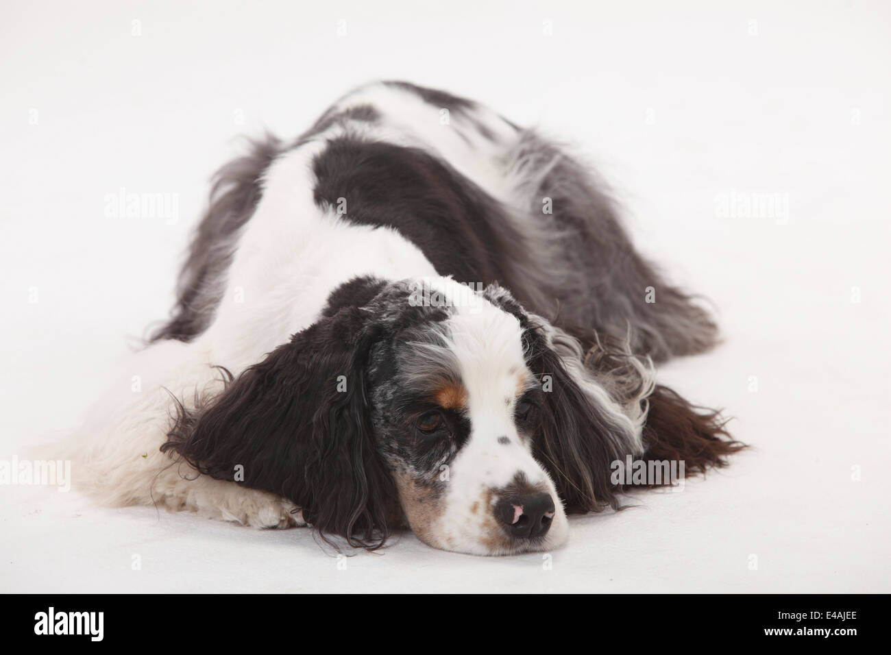 American Cocker Spaniel, maschio |American Cocker Spaniel, Ruede Foto Stock