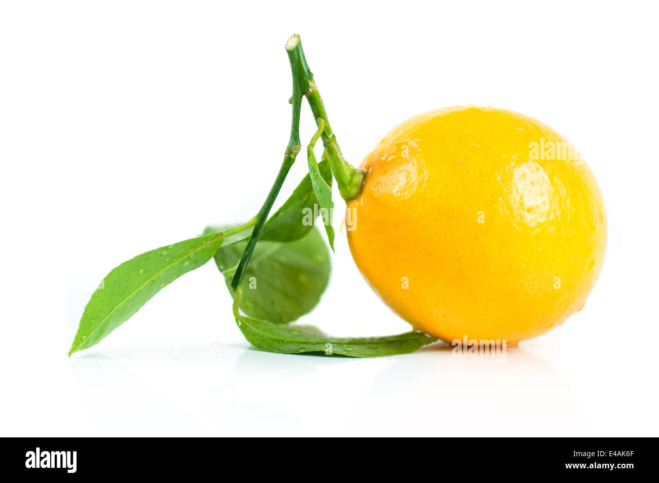 Limone fresco di frutta gialla matura foglie verde a luce di fondo del prodotto alimentare goccia umido nessuno Foto Stock