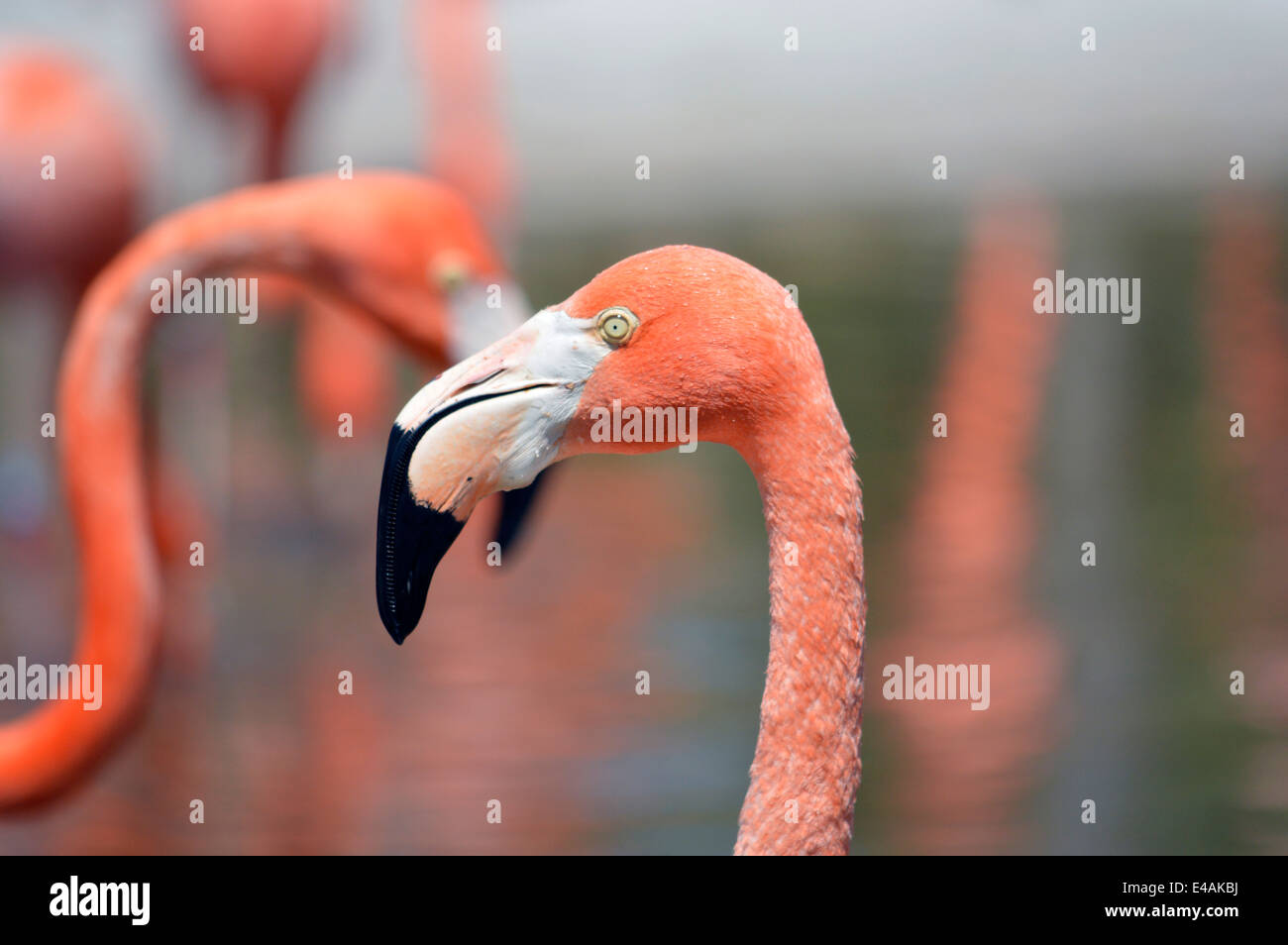 Flamingo a Seaword a San Diego, California. Foto Stock