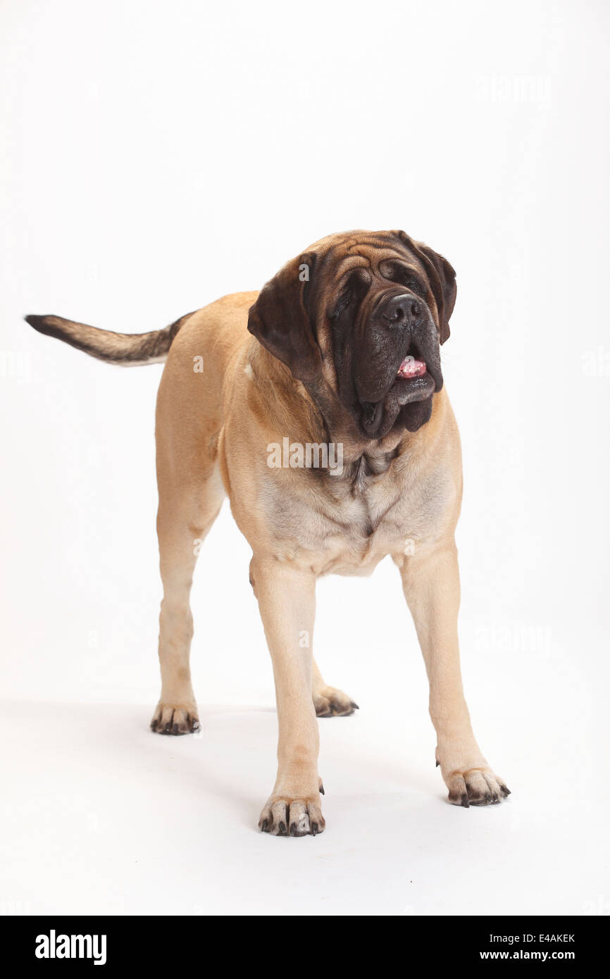 Mastiff, maschio |Mastiff, Ruede Foto Stock