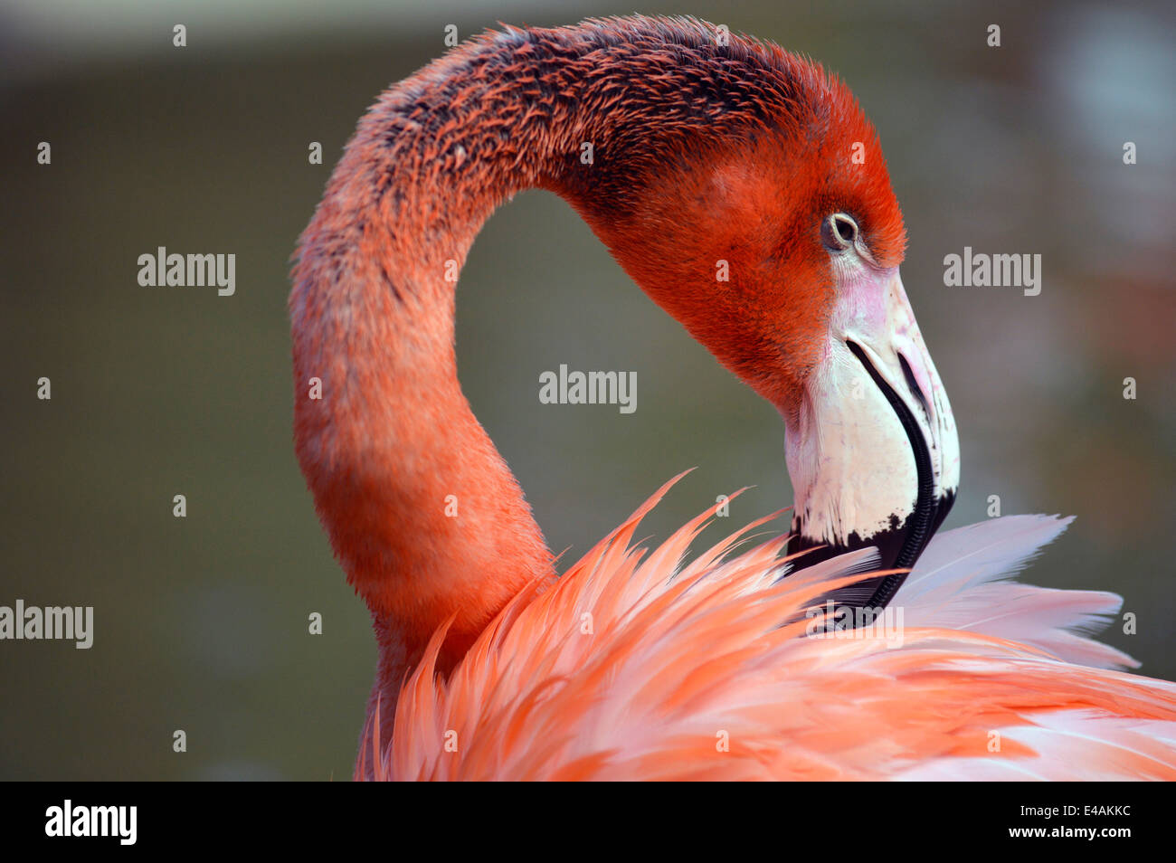 Flamingo a Seaword a San Diego, California. Foto Stock