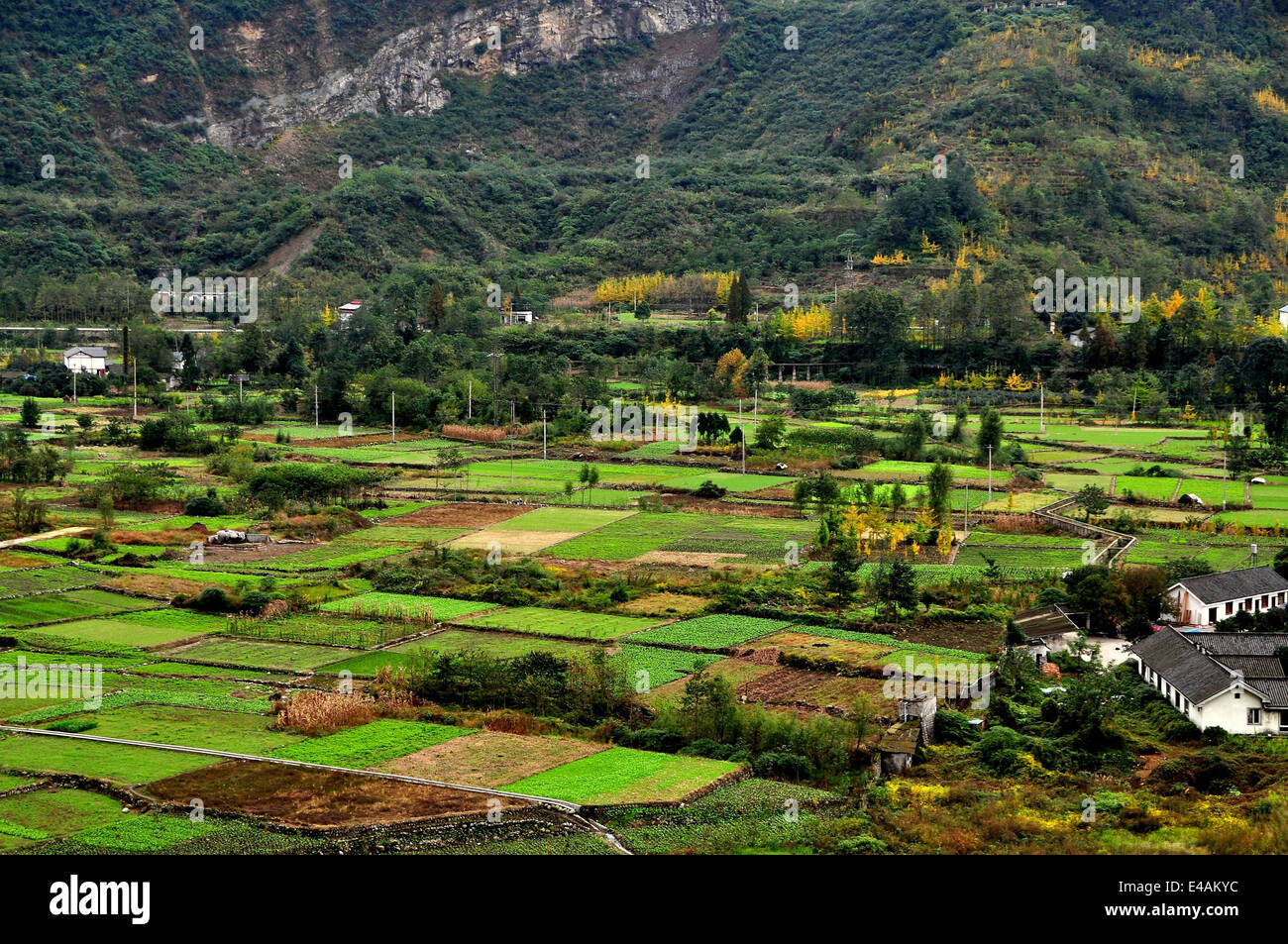 Nella provincia di Sichuan, in Cina: un mosaico di terreni agricoli punteggiato di giallo-lasciava Gingko alberi in Jianjiang River Valley Foto Stock