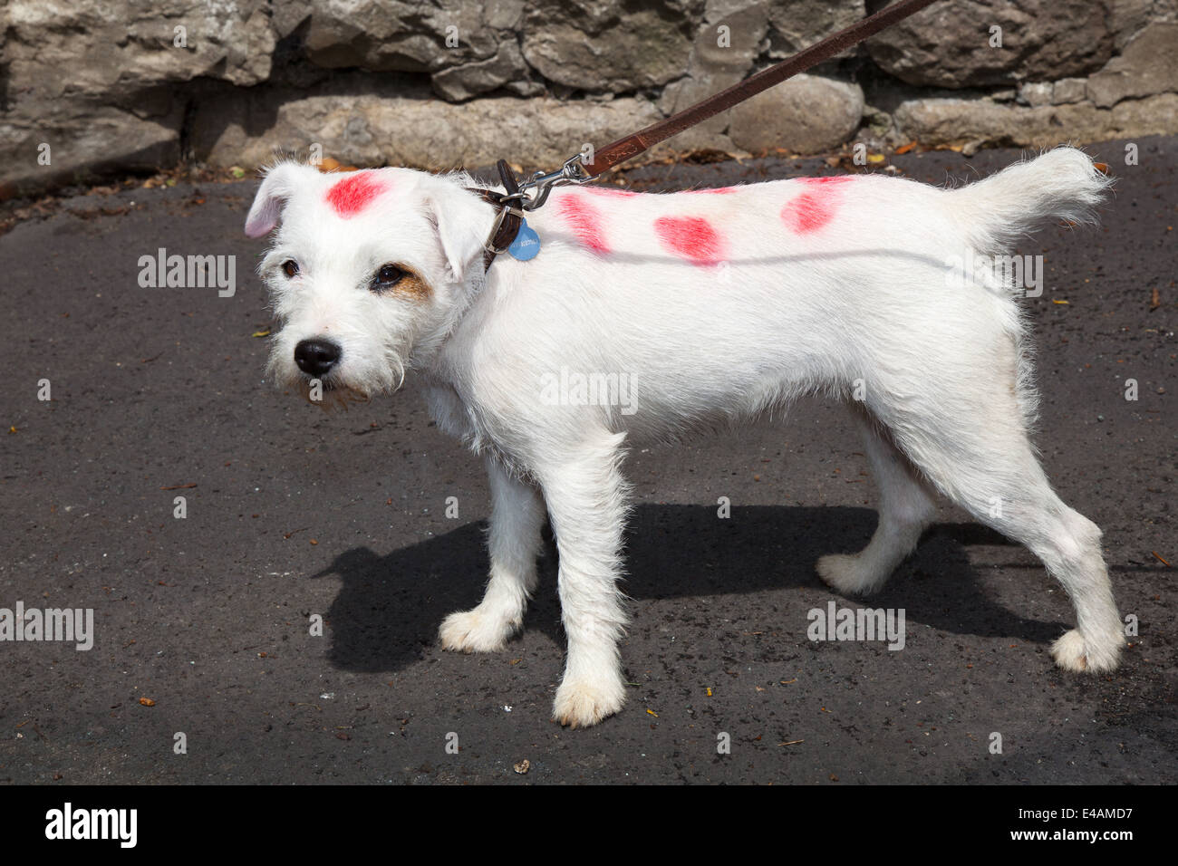West Tanfield, nello Yorkshire, Regno Unito. 5 Luglio, 2014. "Parsons' un white terrier cane, tinti e dipinte con macchie rosse. Tour de France polka dot jersey. Foto Stock