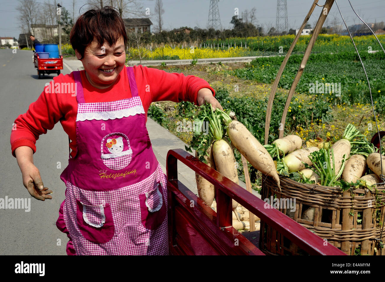 Pengzhou, Cina: donna cinese carichi di fresco bianco scavato Daikon ravanelli in cesti di vimini su un piccolo camion Foto Stock