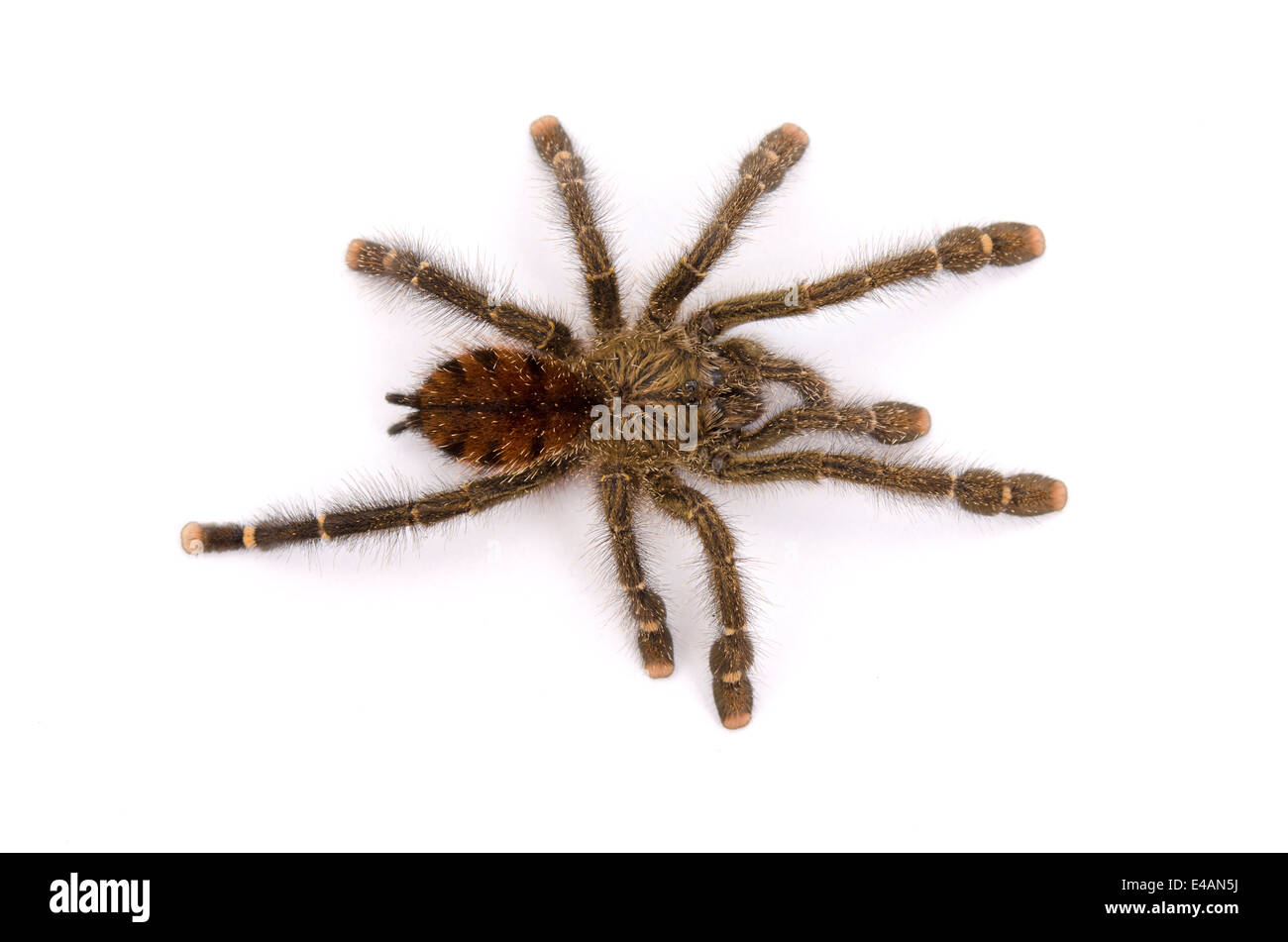 Peruviano Pinktoe Tarantula Spider Foto Stock