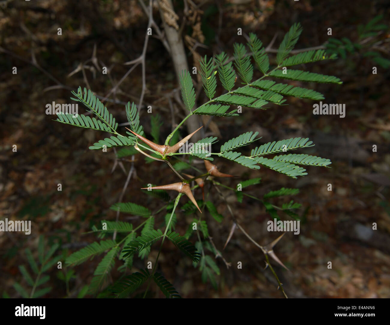 Bullhorn acacia, Vachellia cornigera, Santa Rosa e il Parco Nazionale di Guanacaste, CR Foto Stock