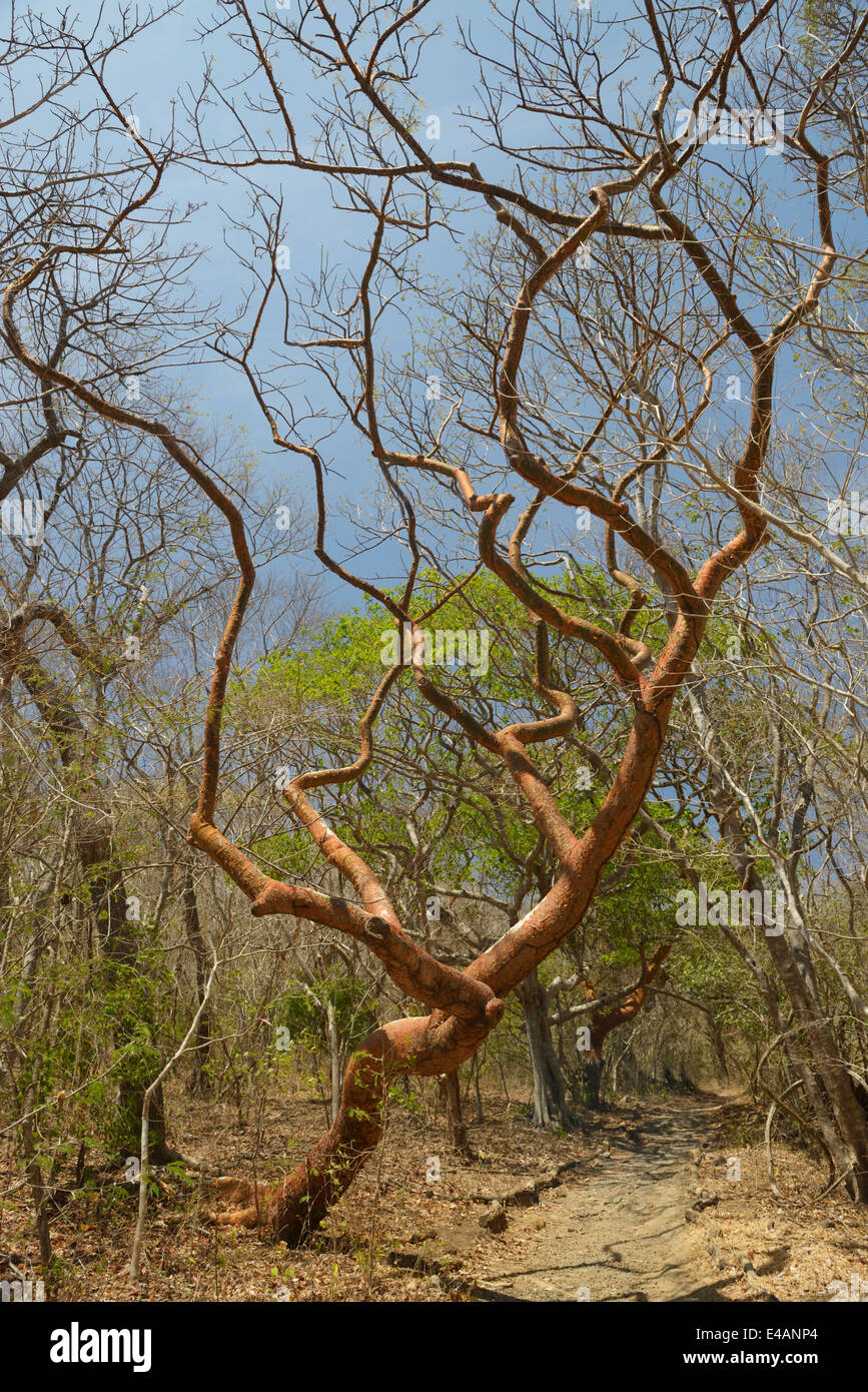 Gumbo Limbo-tree, Bursera simaruba, Santa Rosa Parco Nazionale, provincia di Guanacaste, Costa Rica Foto Stock