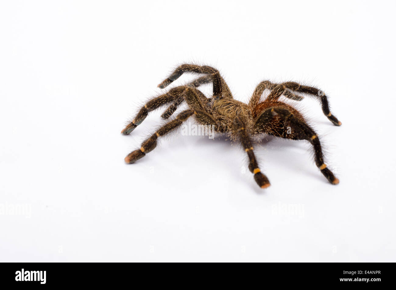 Peruviano Pinktoe Tarantula Spider Foto Stock