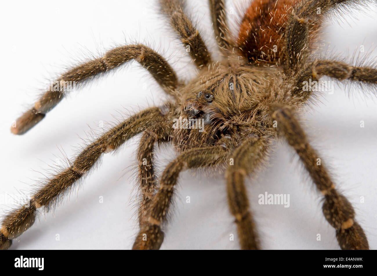 Peruviano Pinktoe Tarantula Spider Foto Stock