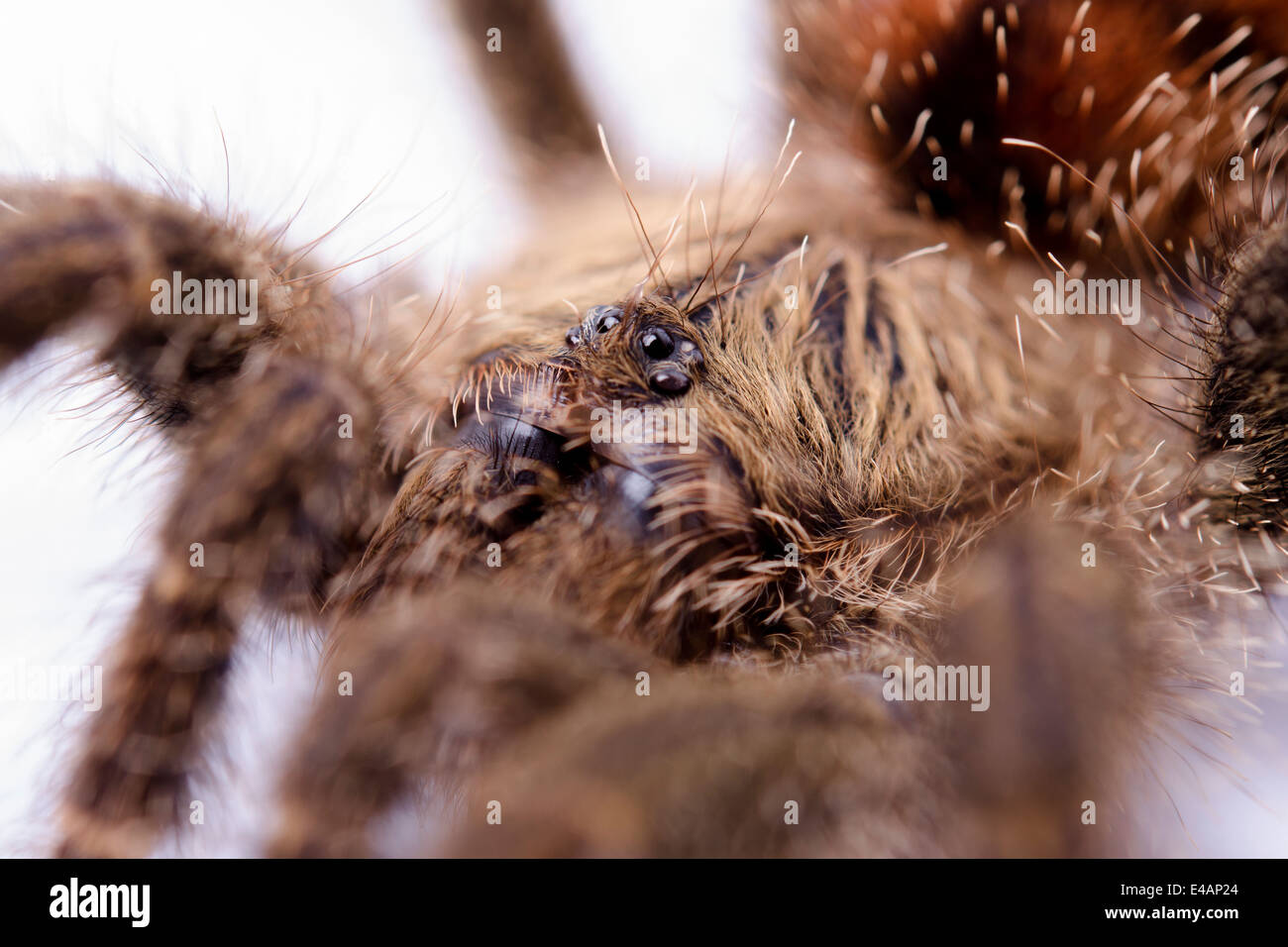 Peruviano Pinktoe Tarantula Spider occhi Foto Stock