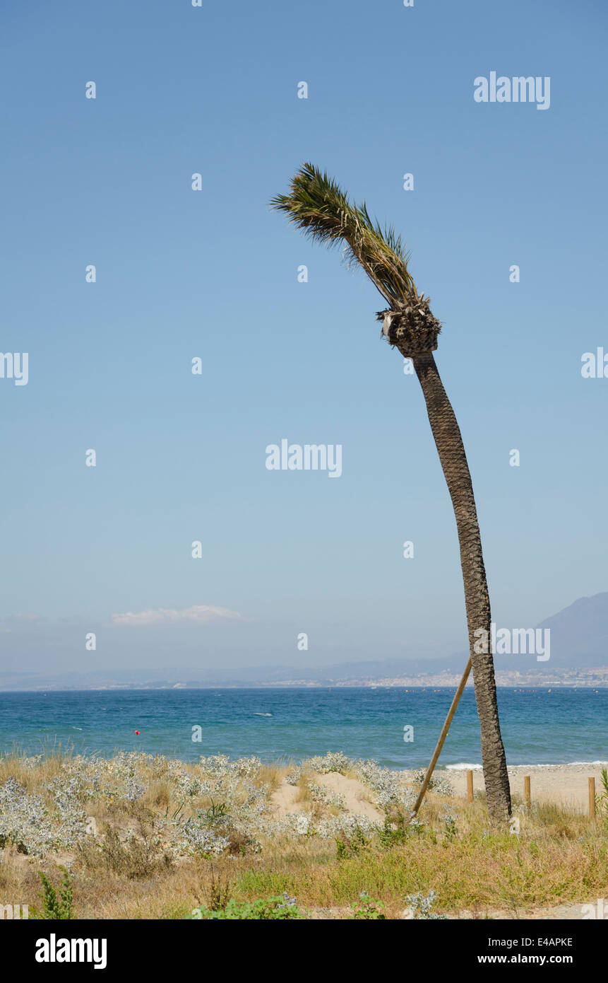 Palm tree, data palm, Phoenix dactylifera, con foglie legato per emanazione propagazione Foto Stock