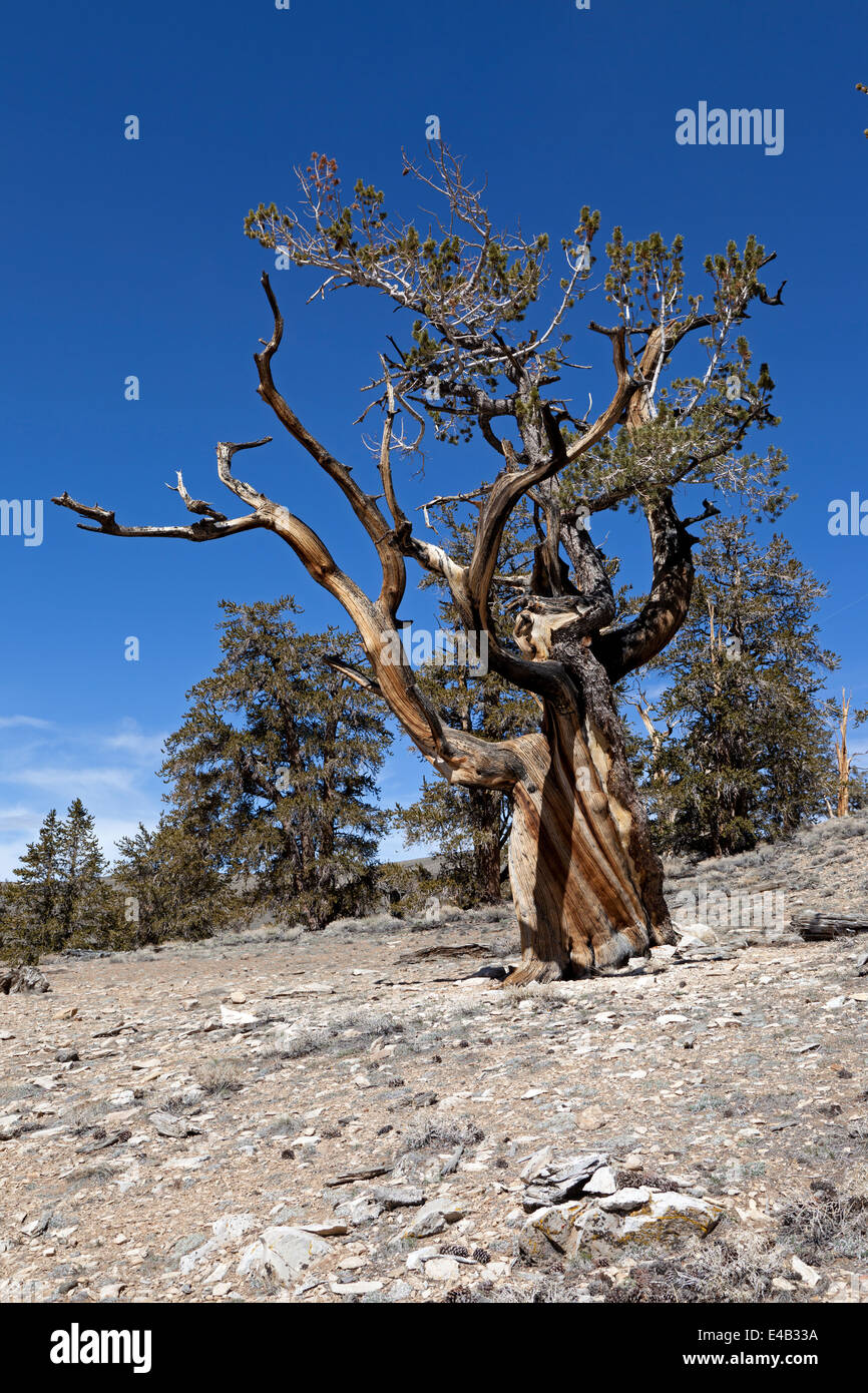 Bristlecone Pine Tree nella antica Bristlecone Pineta nella parte orientale della California's White Mountains. Foto Stock
