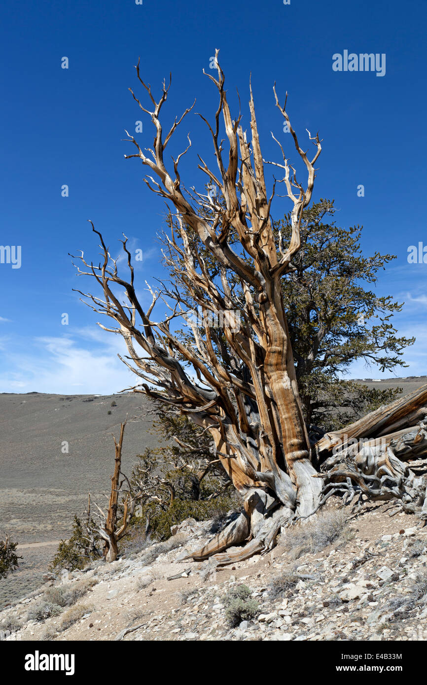 Bristlecone Pine Tree nella antica Bristlecone Pineta nella parte orientale della California's White Mountains. Foto Stock